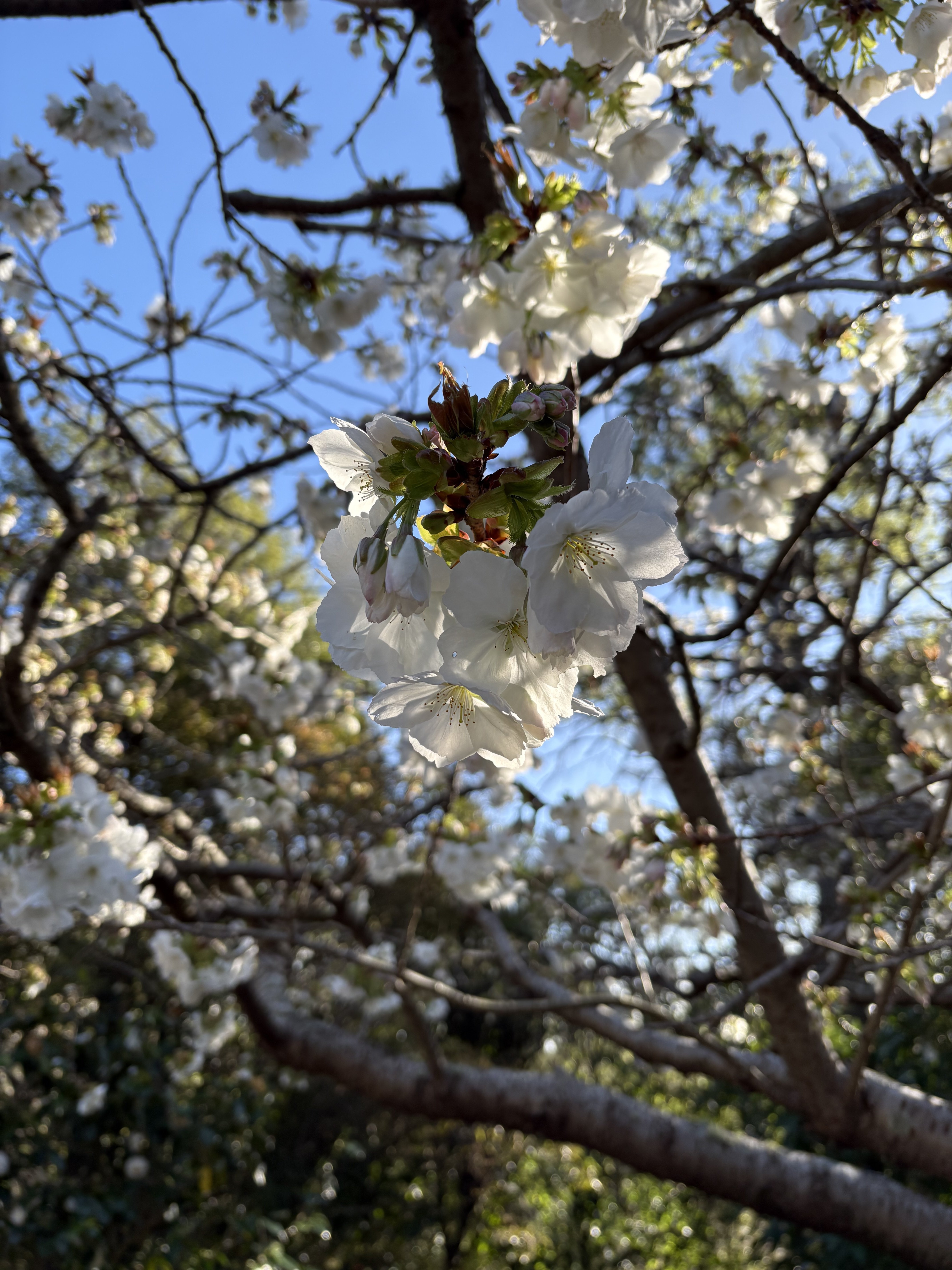 Close-up of the Prunus serrulata. 