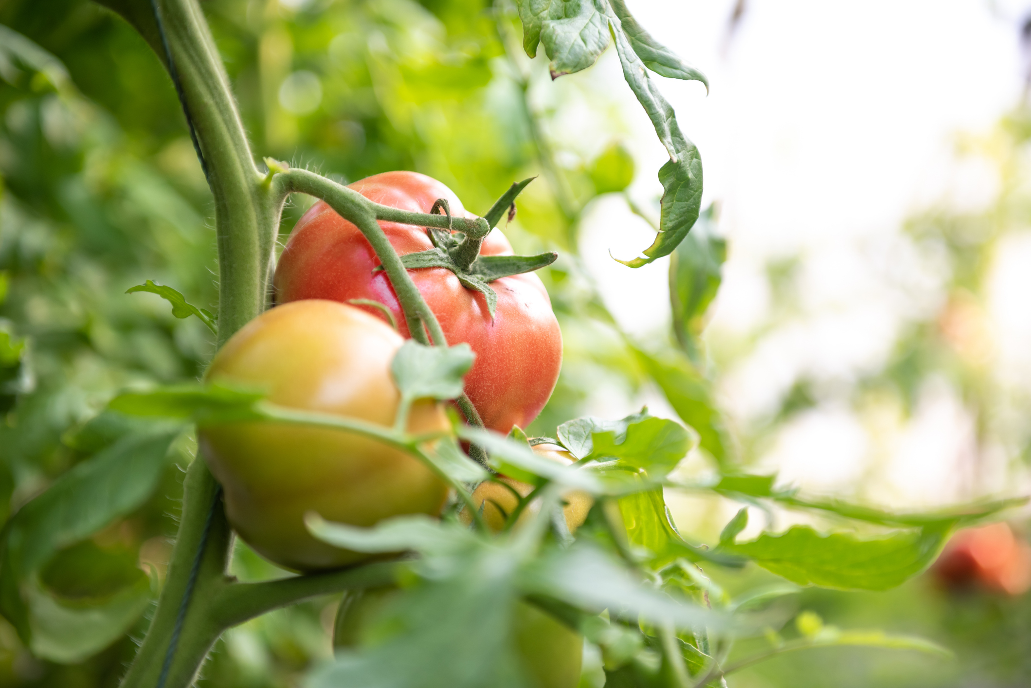 Tomatoes. PHOTO: GETTY IMAGES