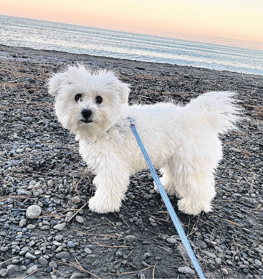 Ziggy suffered injuries after being attacked by a dog in Hawarden. PHOTO: SUPPLIED