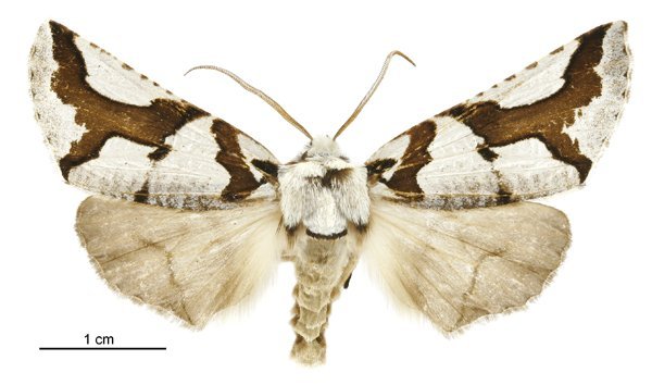 Female South Island lichen moth. Photo: Birgit E. Rhode, Landcare Research