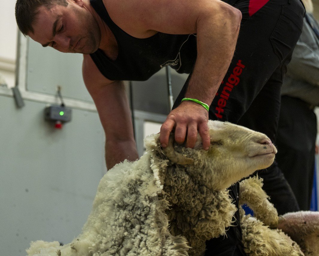New South Wales shearer and farmer Jamie Boothman, winner of the New Zealand Merino Shears open...
