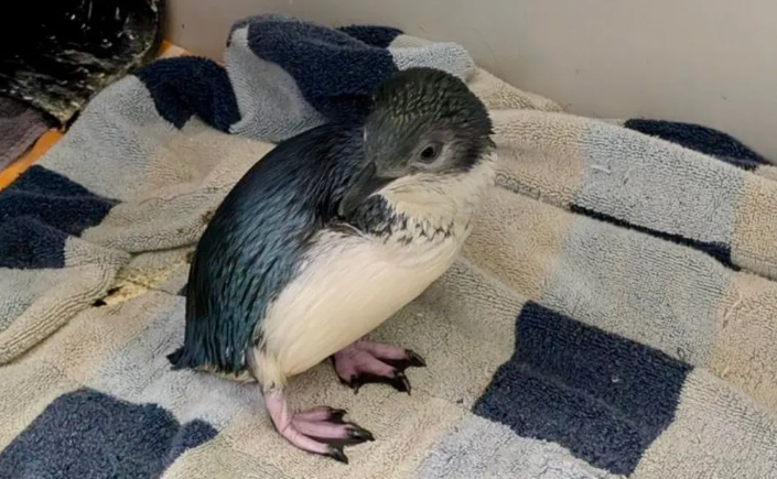 Katy was one of the little blue penguins who made the trip to live at the West Coast Penguin...