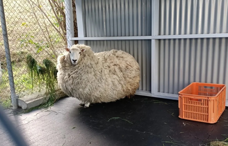 Millie before she was shorn. Photo: Supplied / SPCA