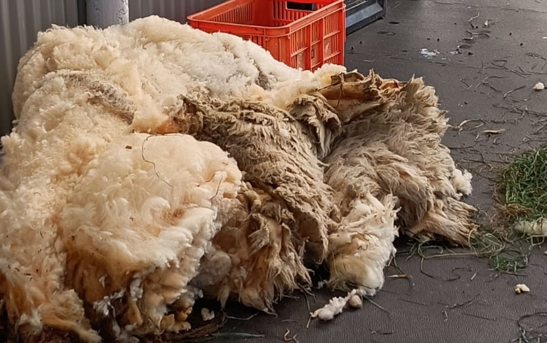 Millie's shorn fleece. Photo: Supplied / SPCA