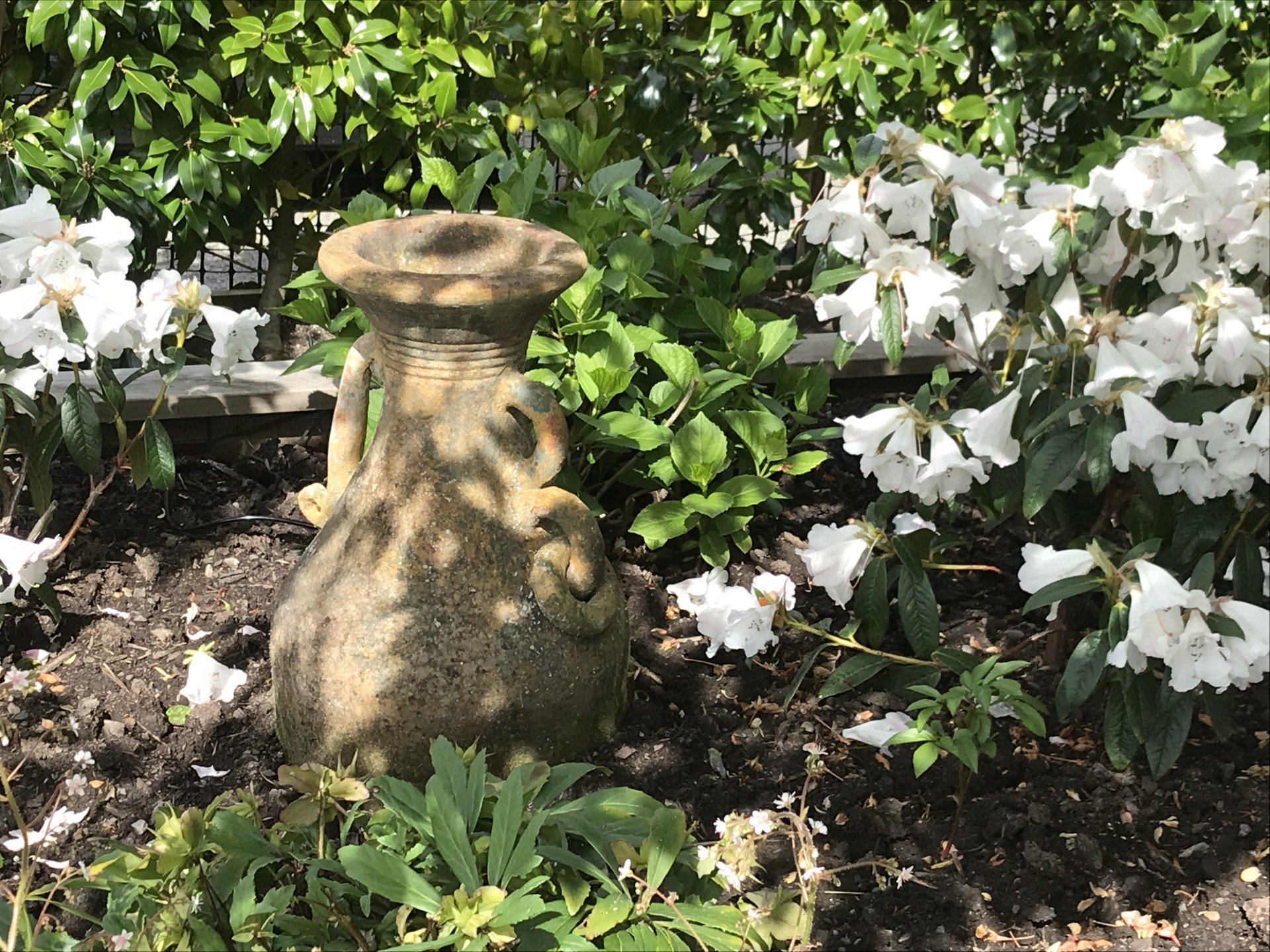 Throughout the garden, Sue Nash has planted Princess Alice rhododendrons.


