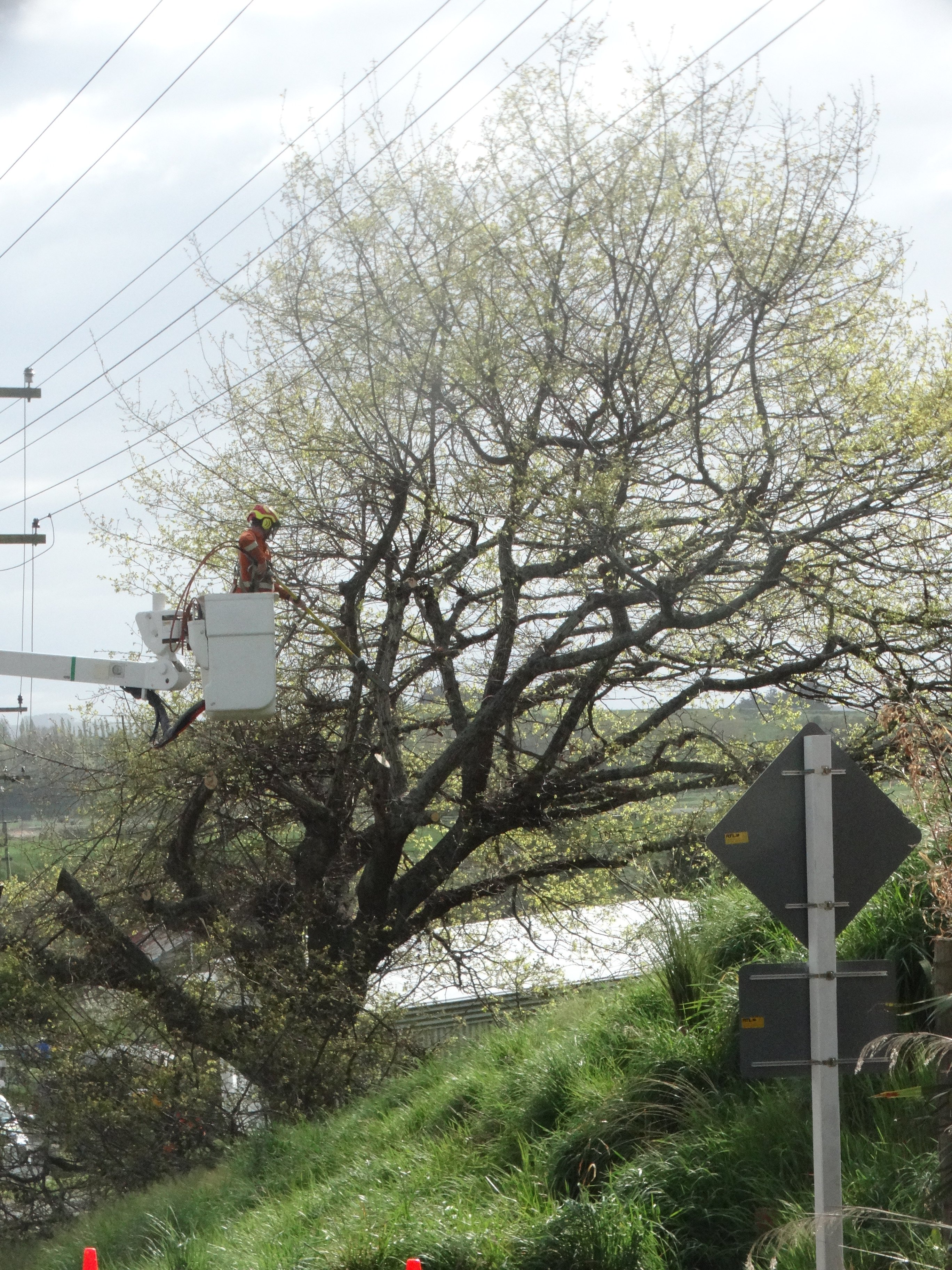 Network Waitaki staff remove a North Otago Memorial Oak in Bridge St, Maheno. PHOTO: NIC DUFF