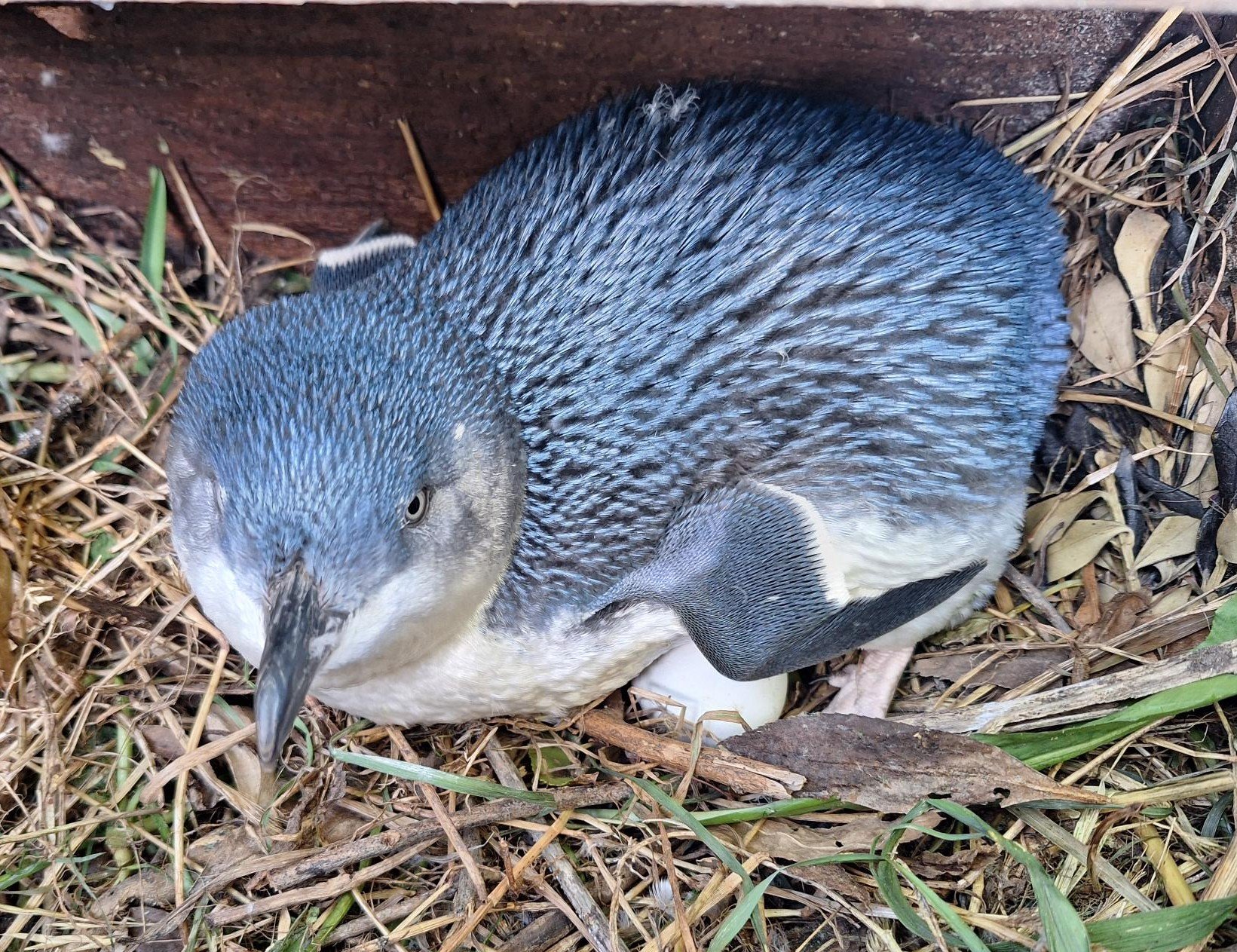 Little penguin. PHOTO: ODT FILES
