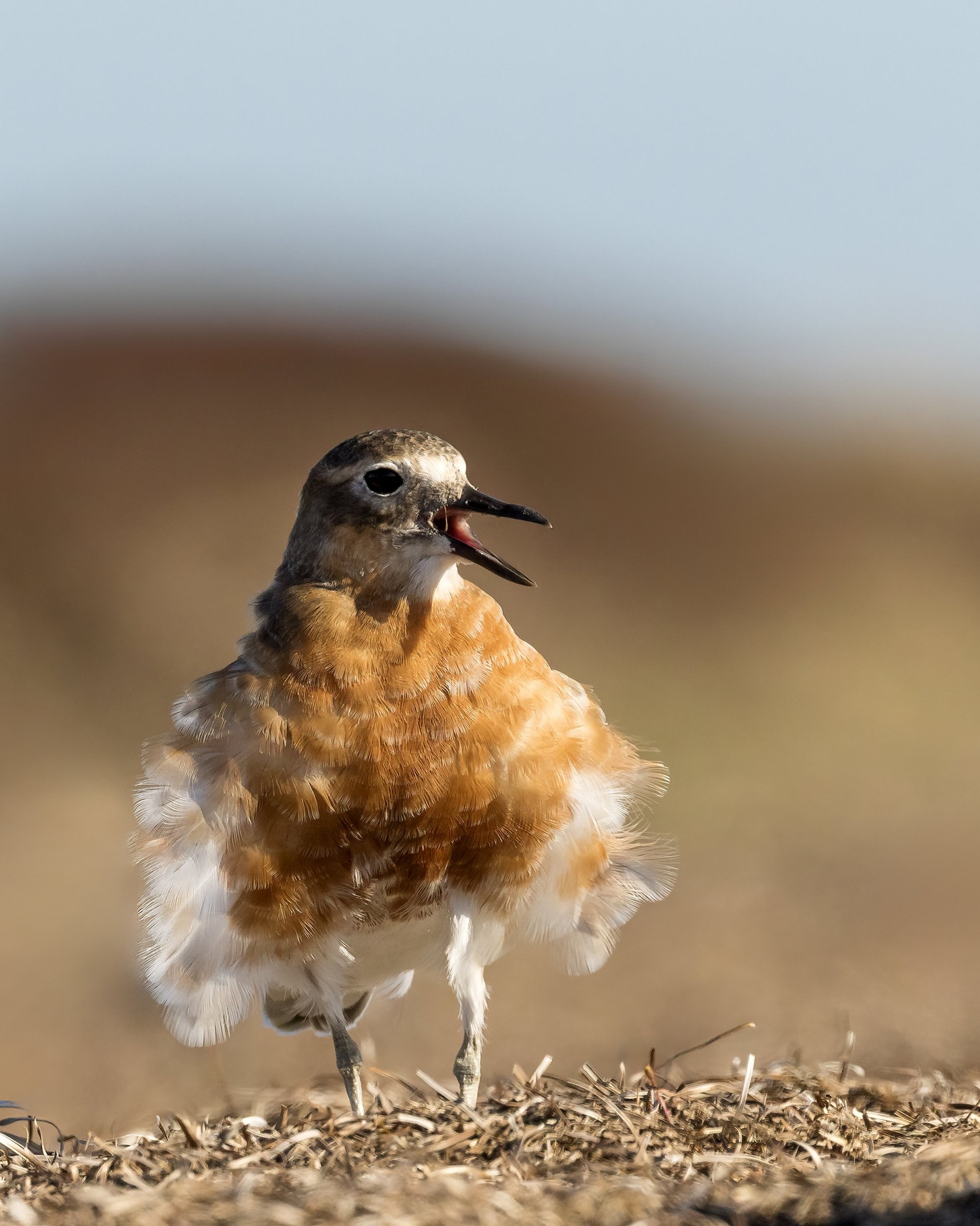 A southern New Zealand dotterel. Photo: Glenda Rees