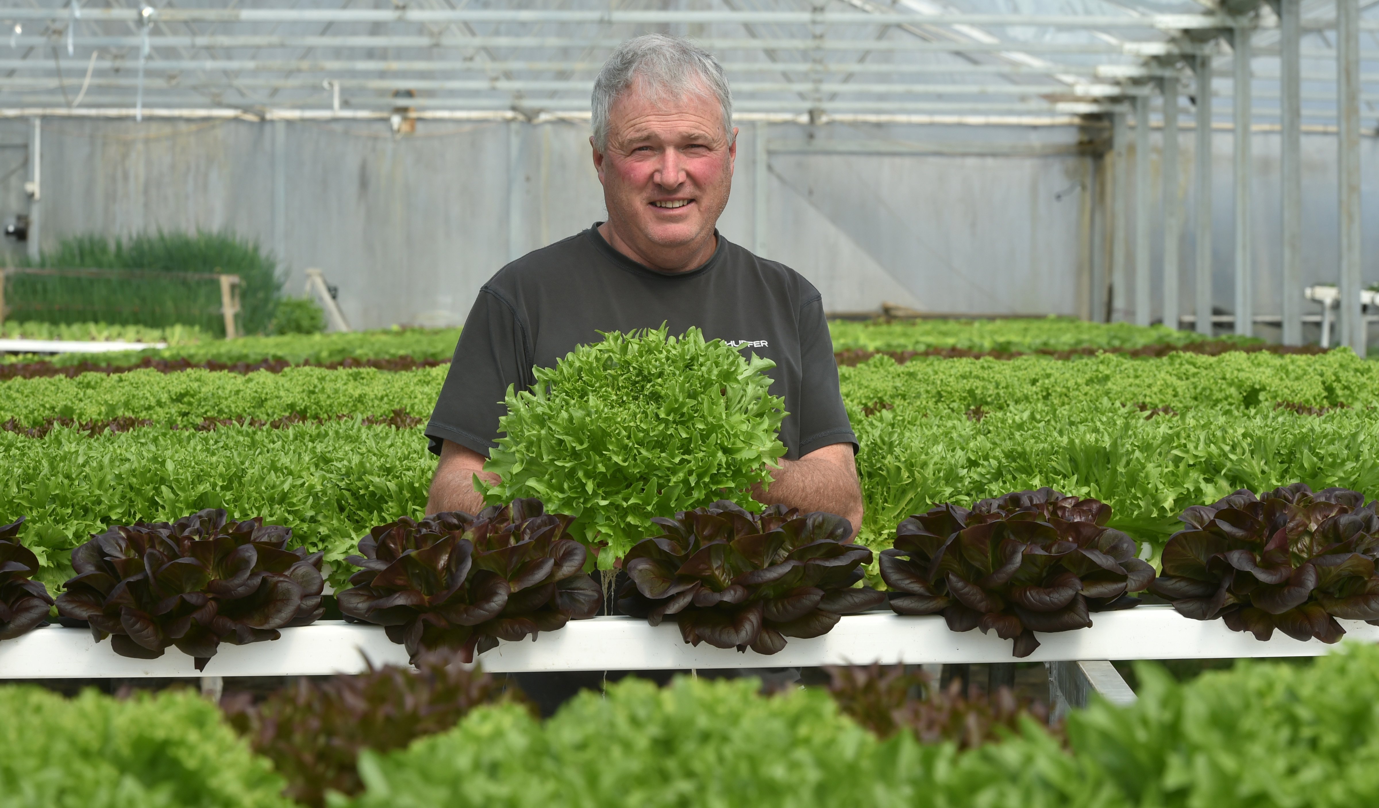 Janefield Paeonies & Hydroponics owner Rodger Whitson is surrounded by heads of lettuce at one of...