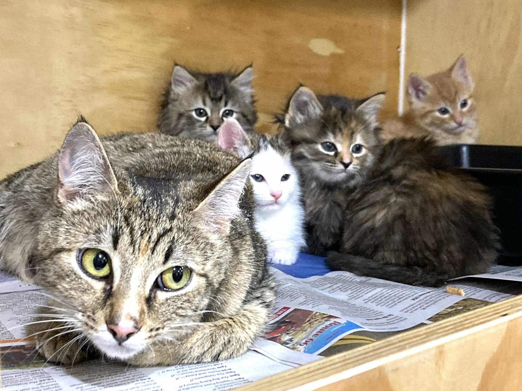 A shy tabby mother cat and her four beautiful kittens, recently trapped in central Dunedin, are...