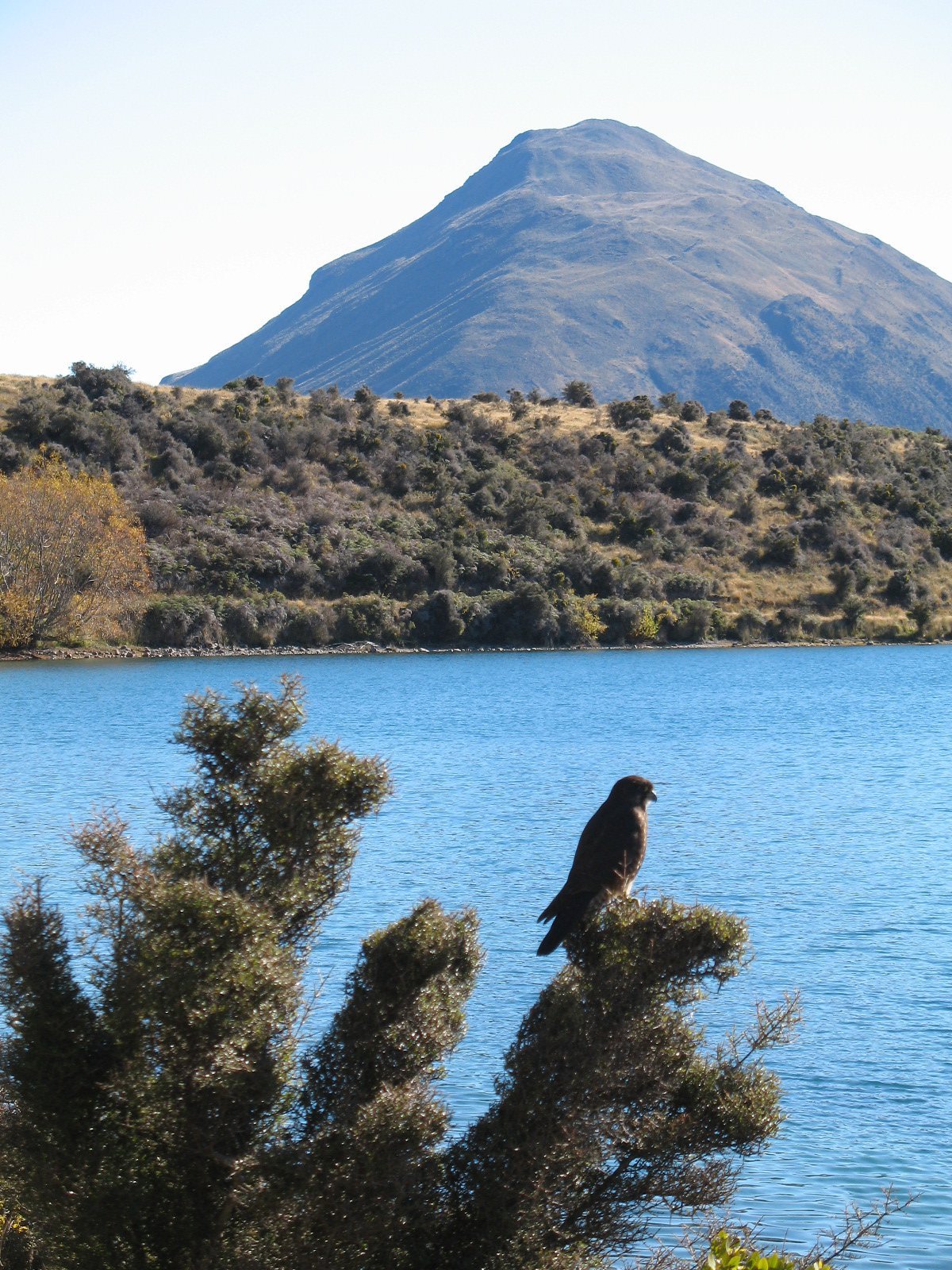 A kārearea surveys the area around Lake Coleridge. PHOTO: SUPPLIED