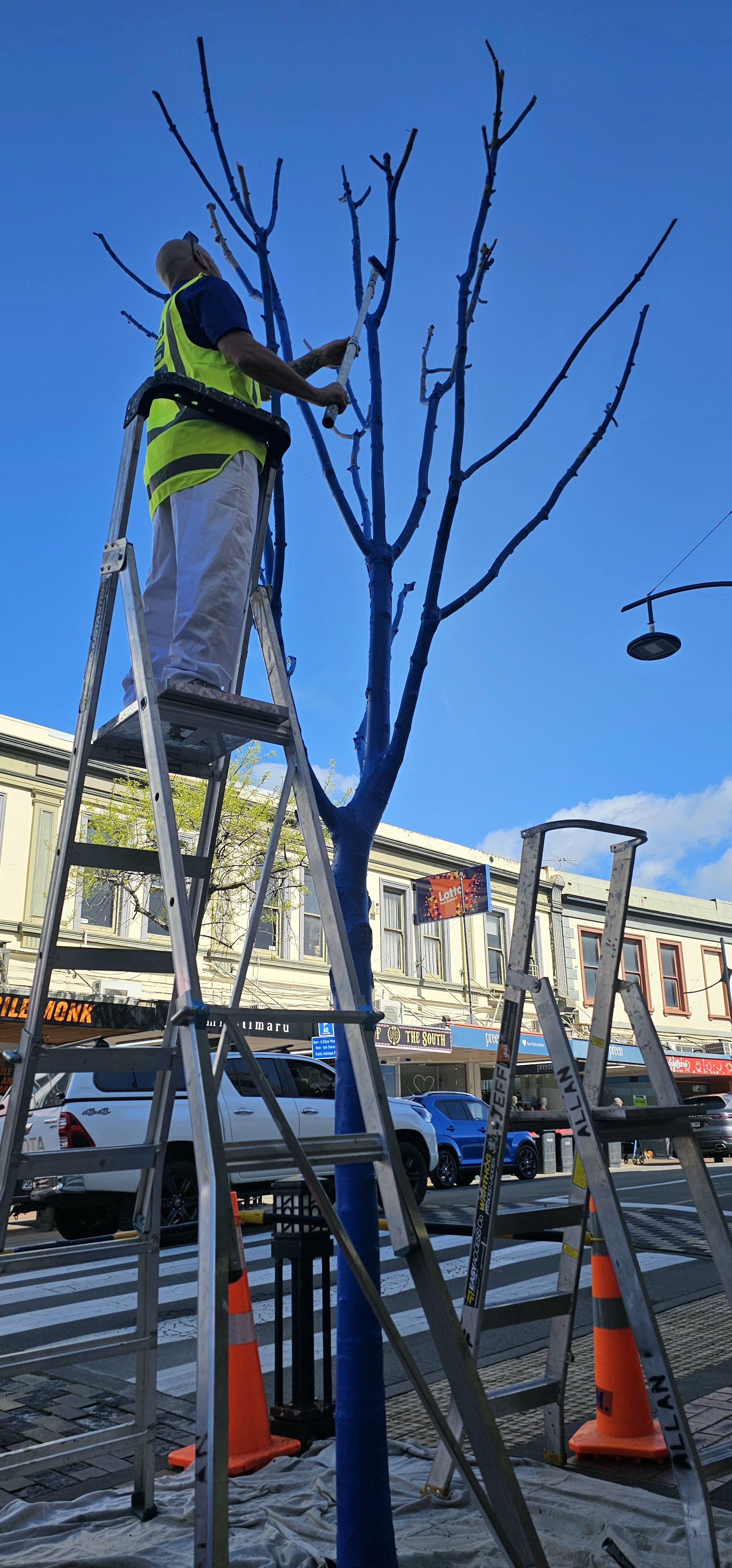 Timaru’s new blue tree is located at the intersection of Beswick and Stafford Sts.