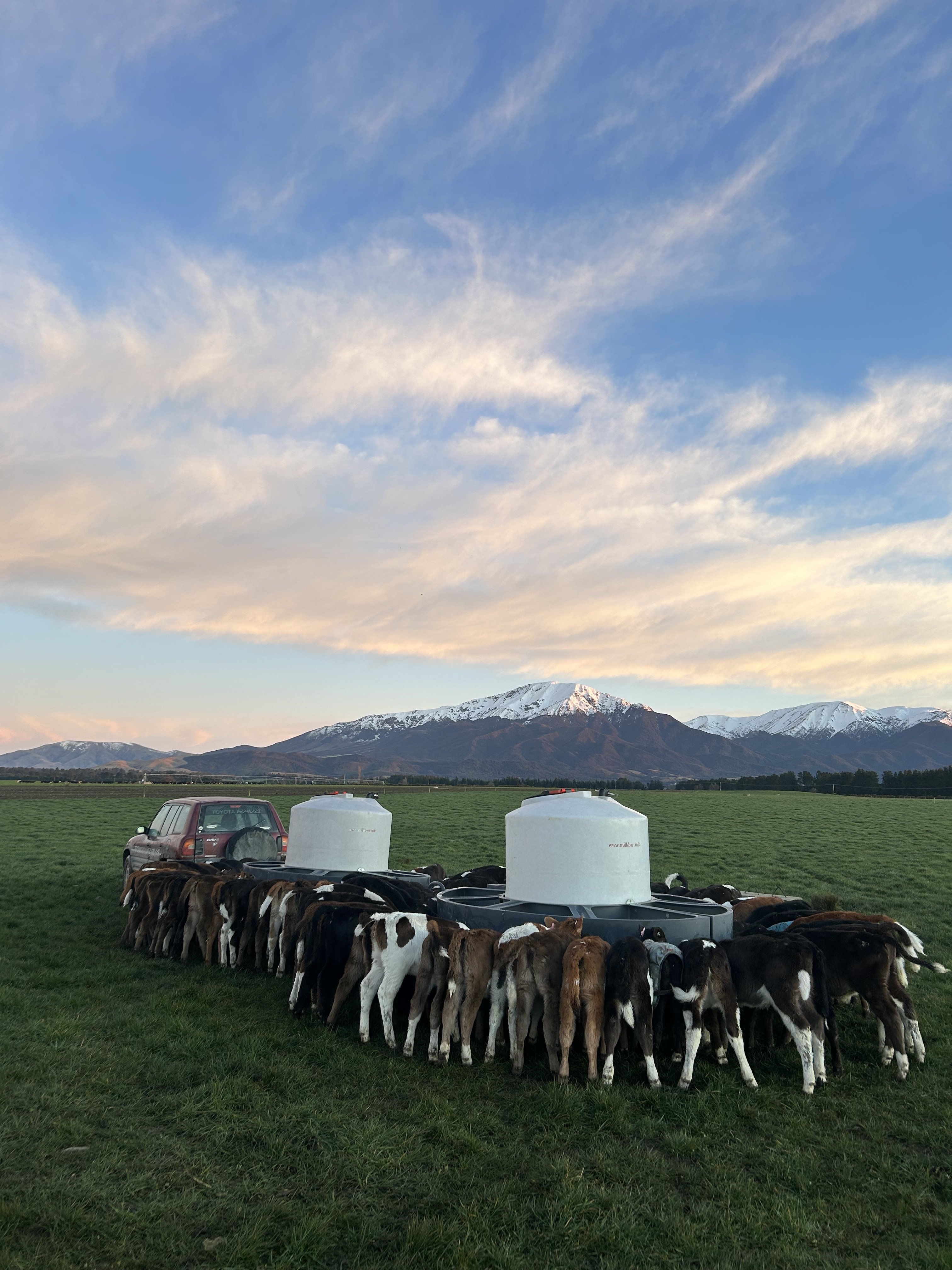 A heavier vehicle may be a safer option than a quadbike to tow calf feed trailers. PHOTO:...