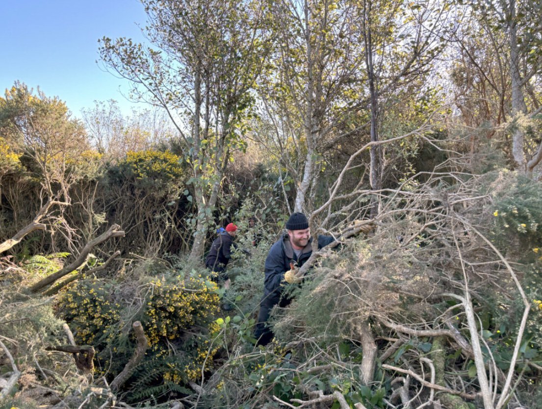 The Print Room staff tackle gorse inside the sanctuary. Photo credit: The Print Room
