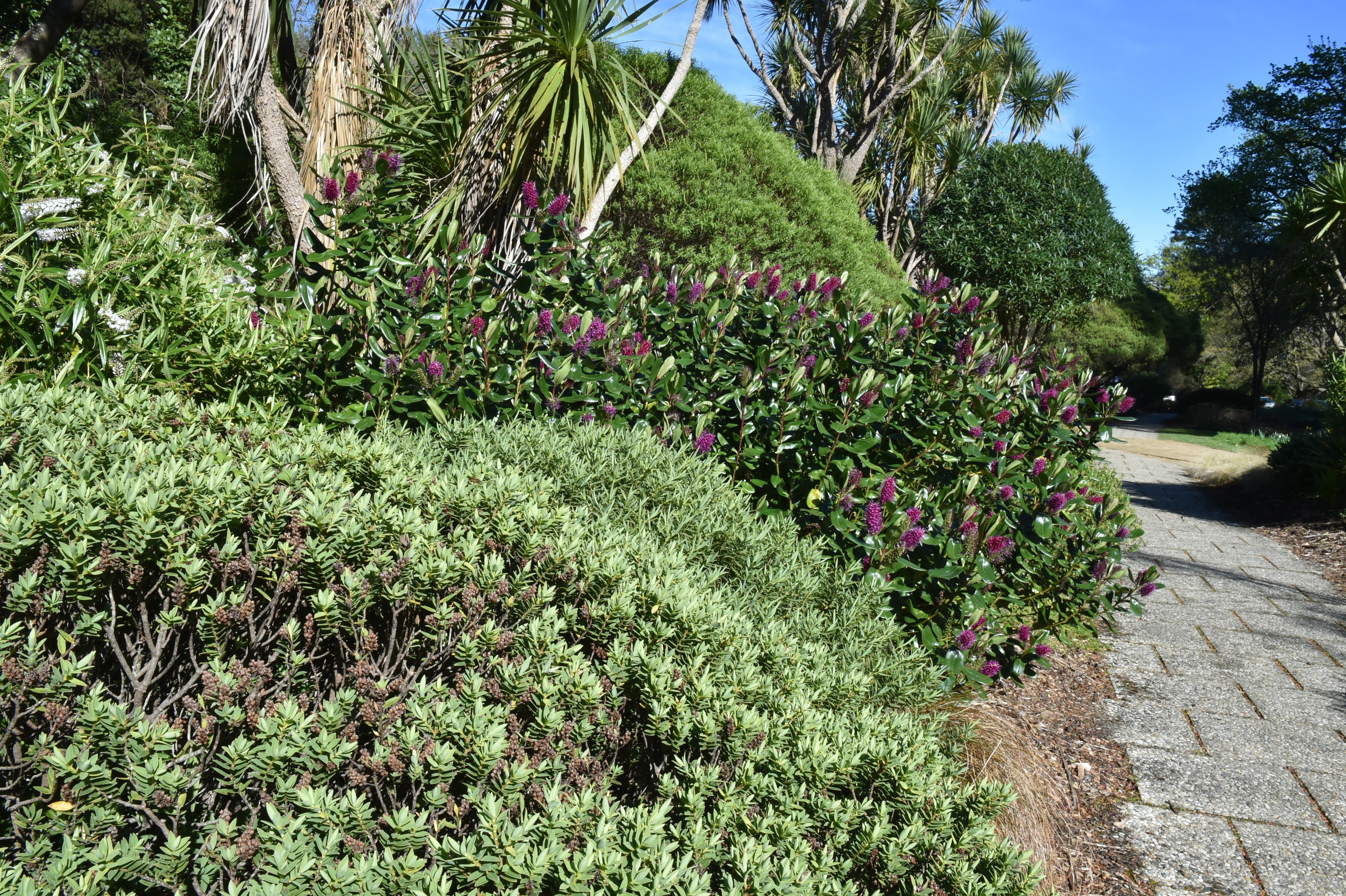 The Veronica border at Dunedin Botanic Garden. PHOTO: GREGOR RICHARDSON