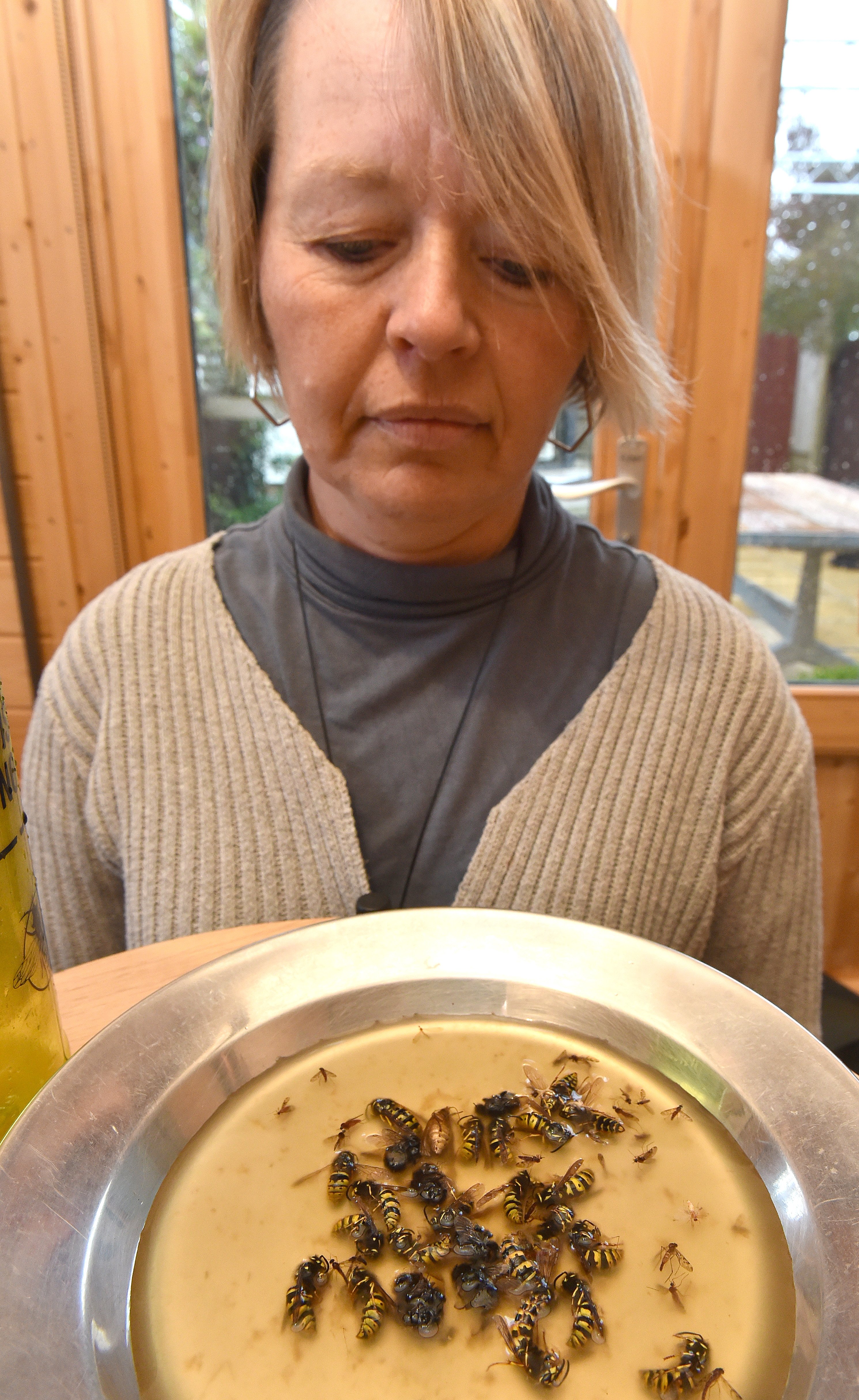 Macandrew Bay resident Karen Nielsen looks at some of the queen wasps she has trapped recently in...