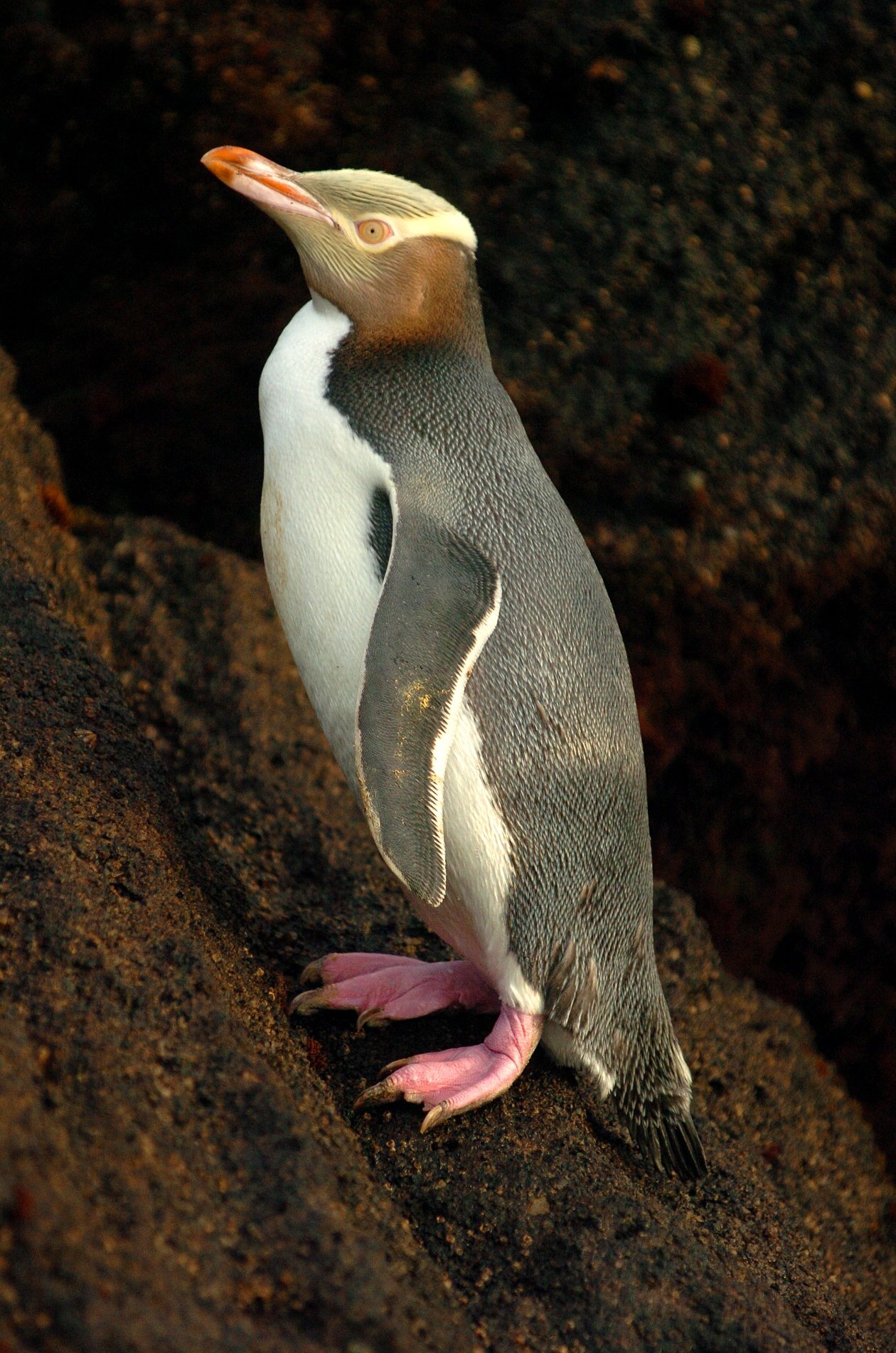 A hoiho yellow-eyed penguin. PHOTO: STEPHEN JAQUIERY