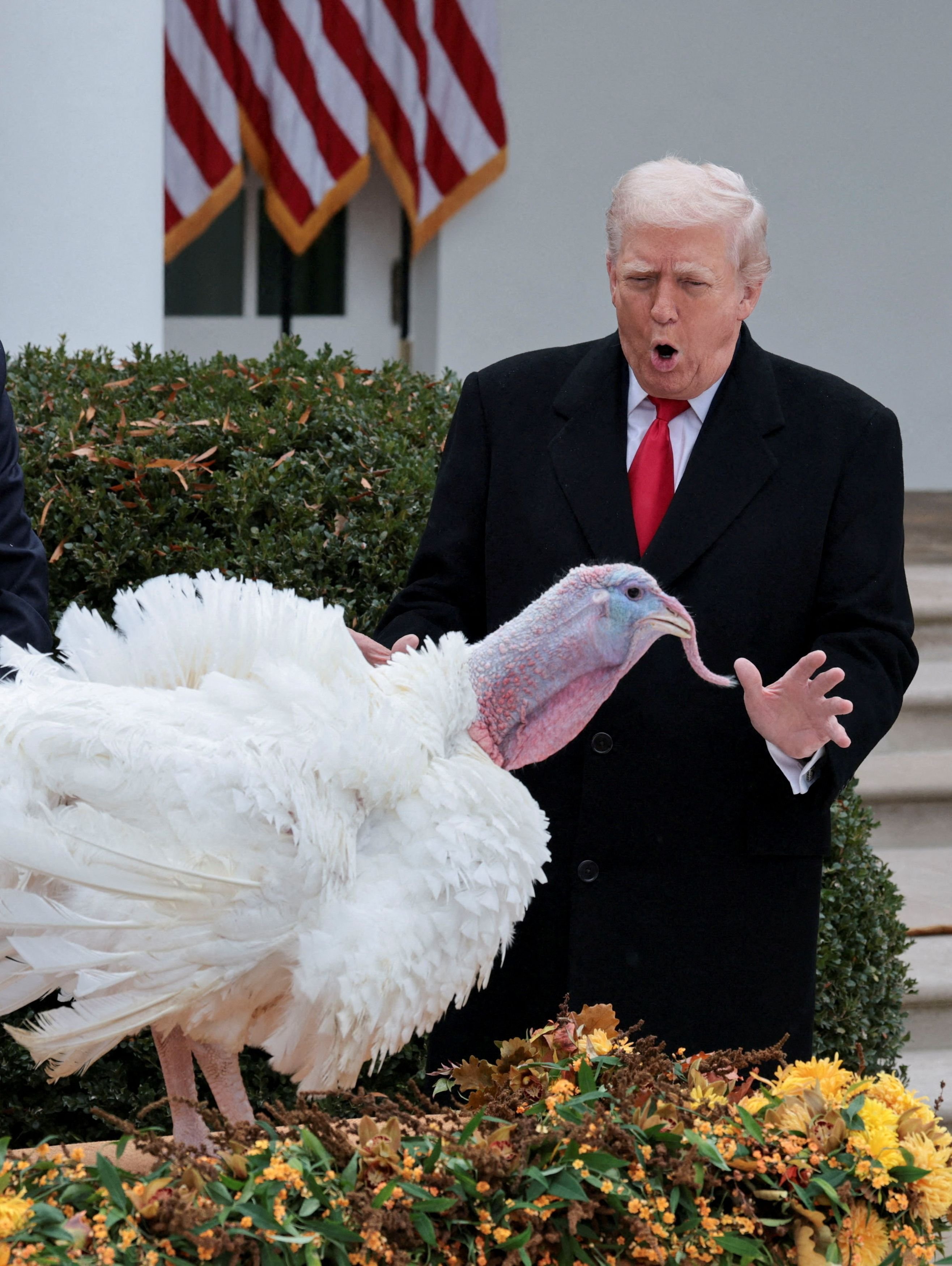 U.S. President Donald Trump looks at Gobble, one of two turkeys ceremonially pardoned for...
