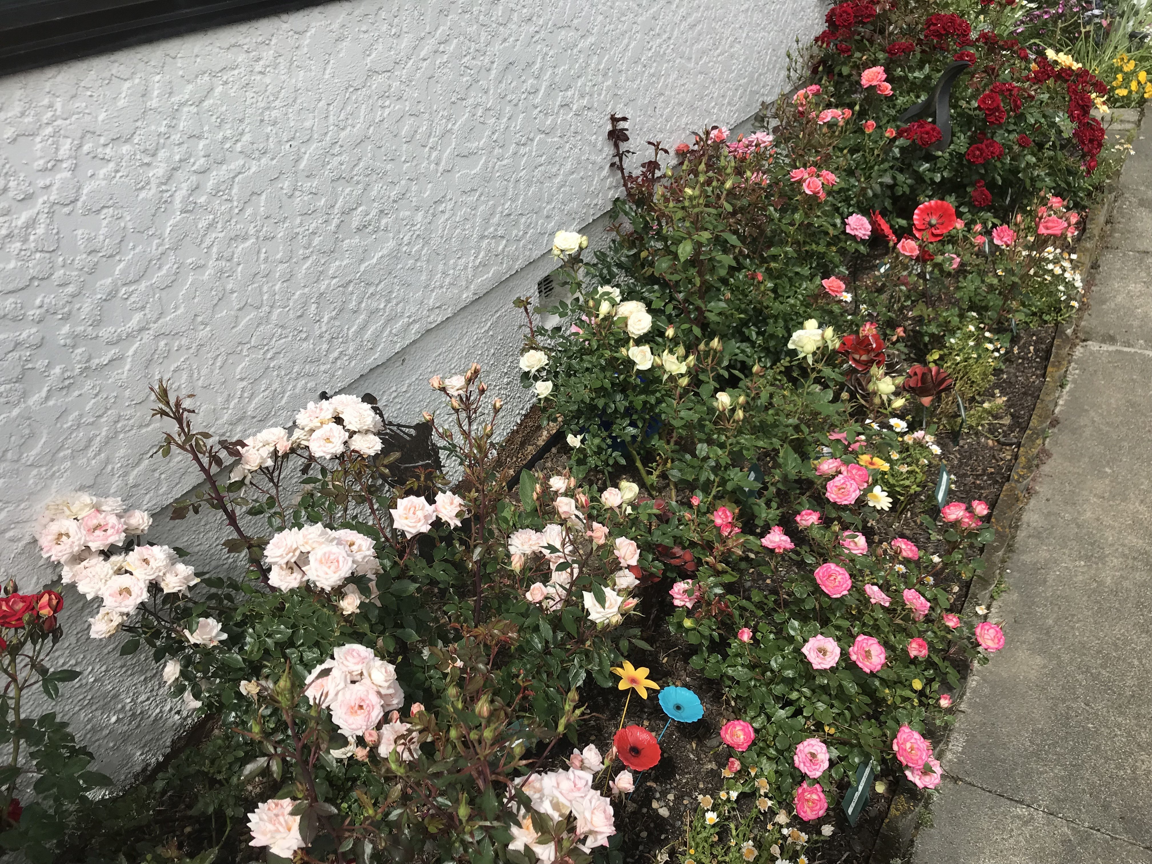 Miniature roses were the first plantings Daphne Macfarlane made in Mosgiel.