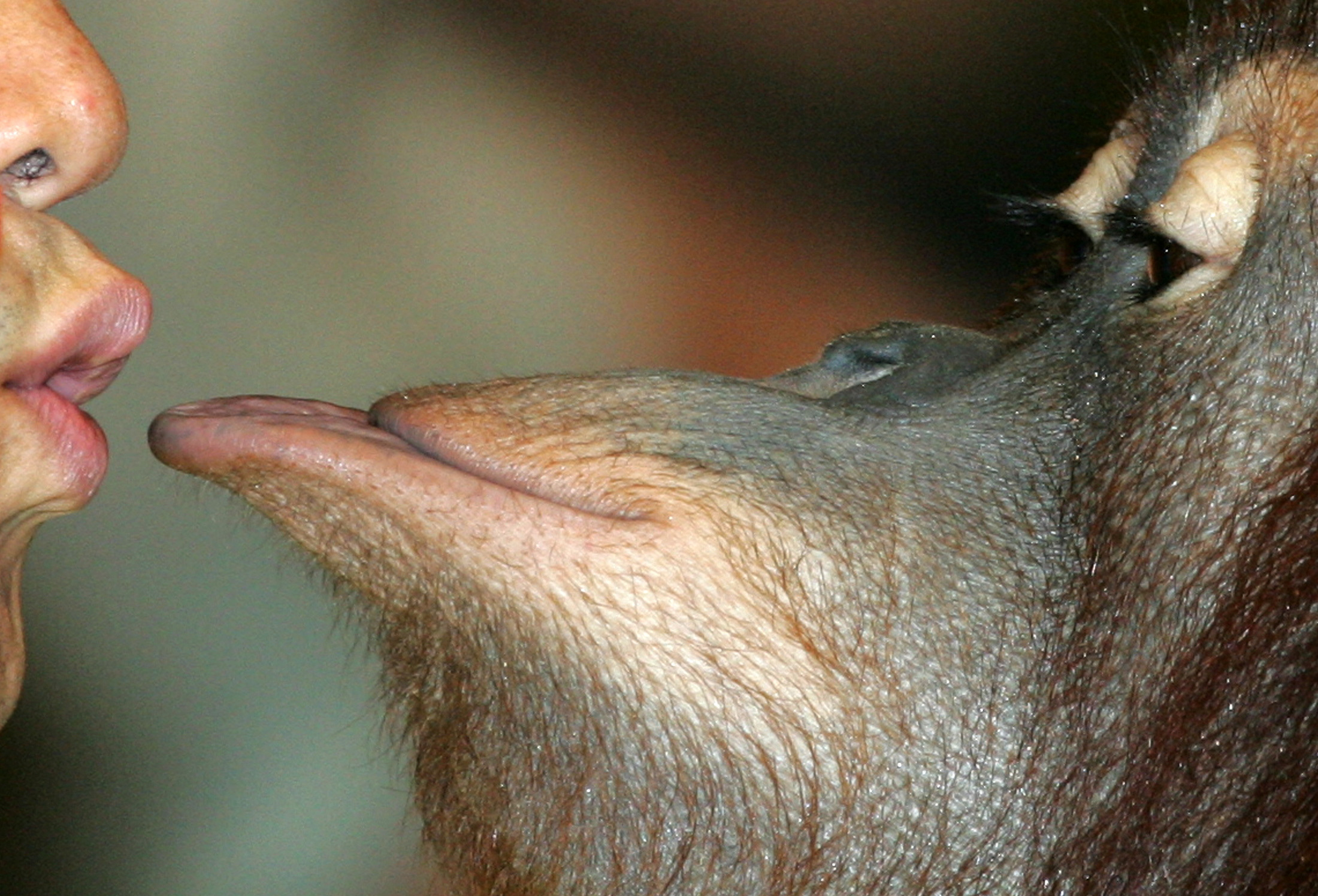 An orangutan kisses its trainer. PHOTO: REUTERS