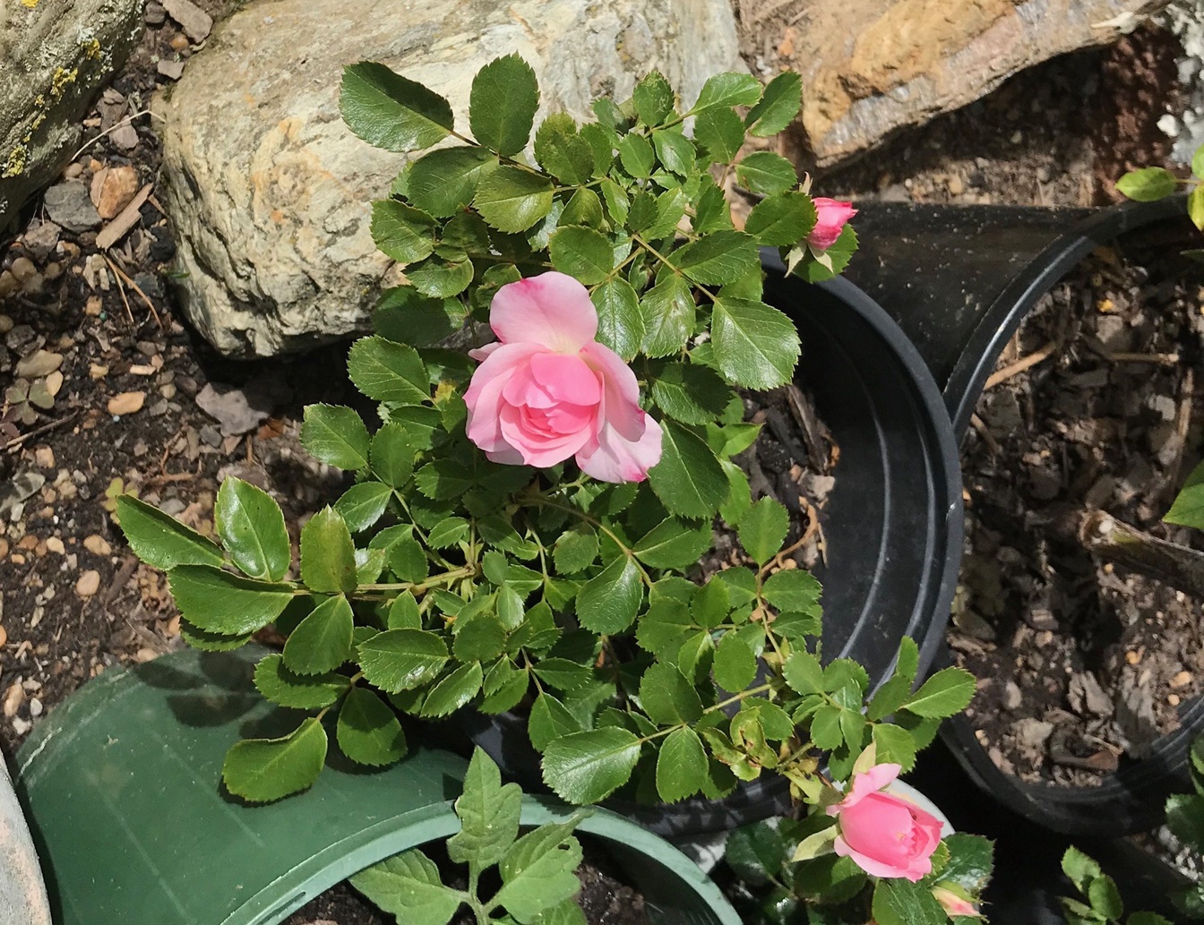 A rose Daphne grew from seed.