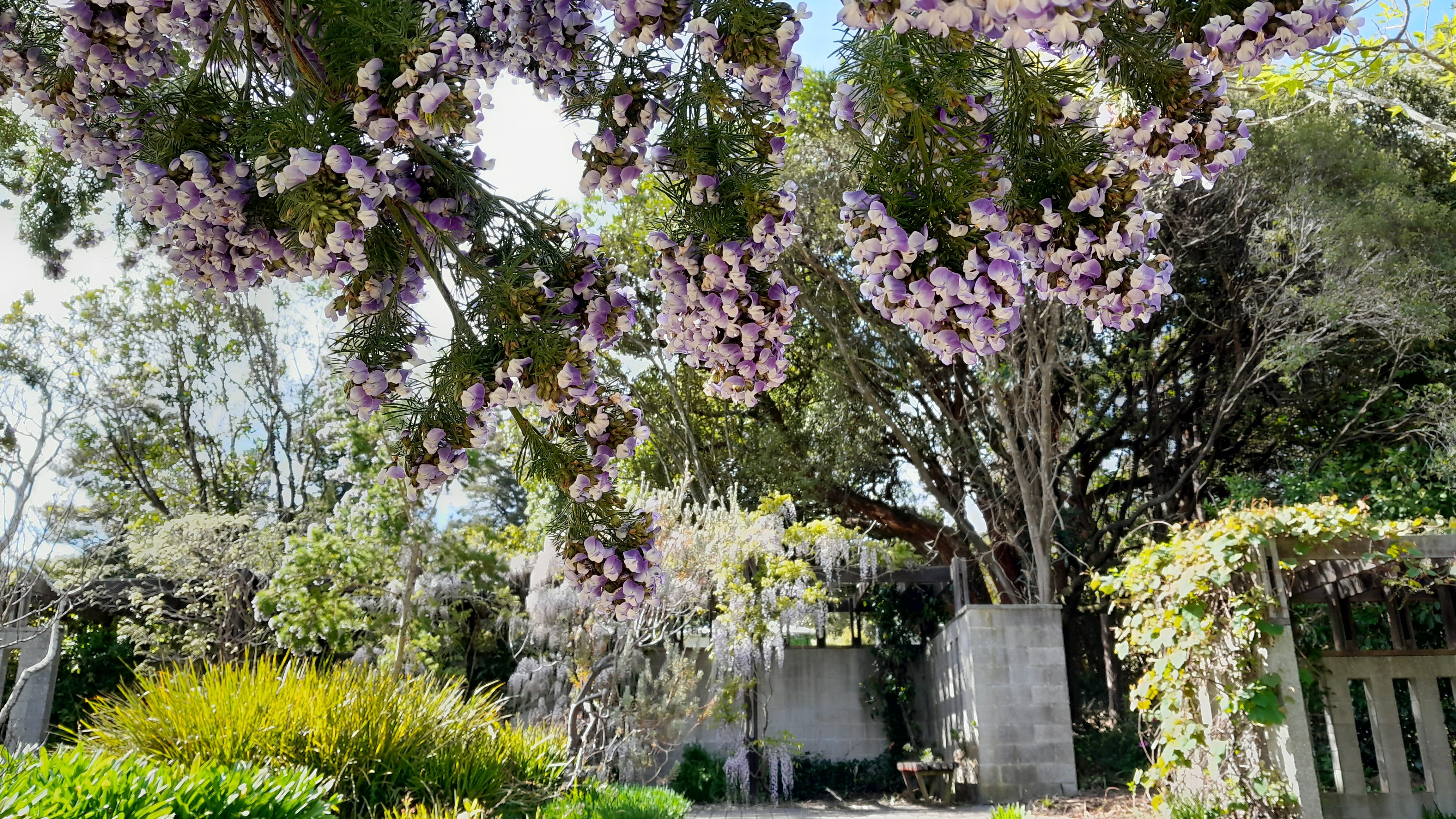 Psoralea and wisteria at Pergola Garden at the Dunedin Botanic Garden. PHOTO: SUPPLIED/KAT LORD