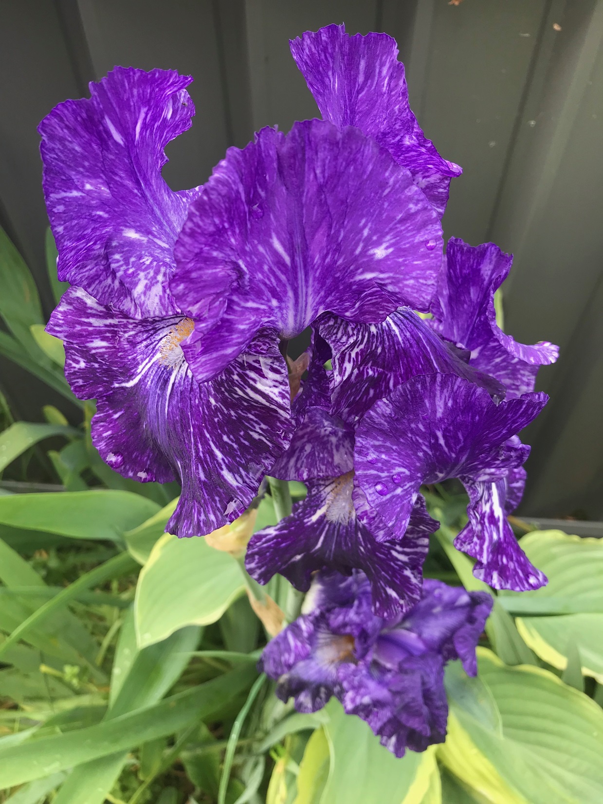 A tall bearded iris in the Macfarlane garden