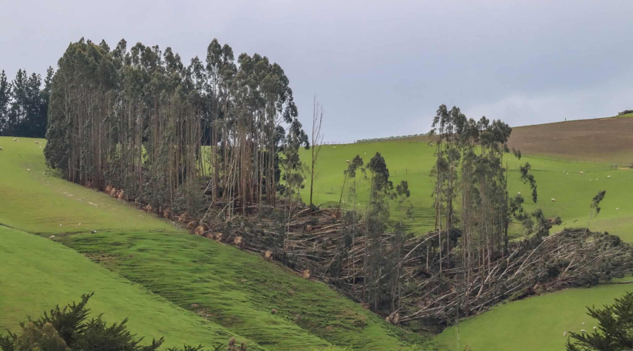 The winds that tore through the South on October 23 downed trees and power poles, leaving many...