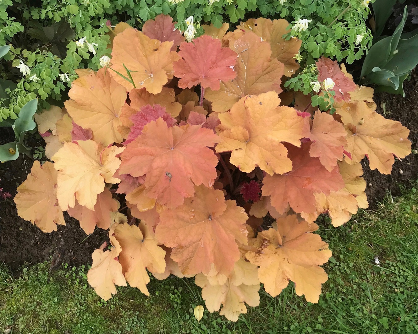 Colourful leaves make heucheras a favourite foliage plant.