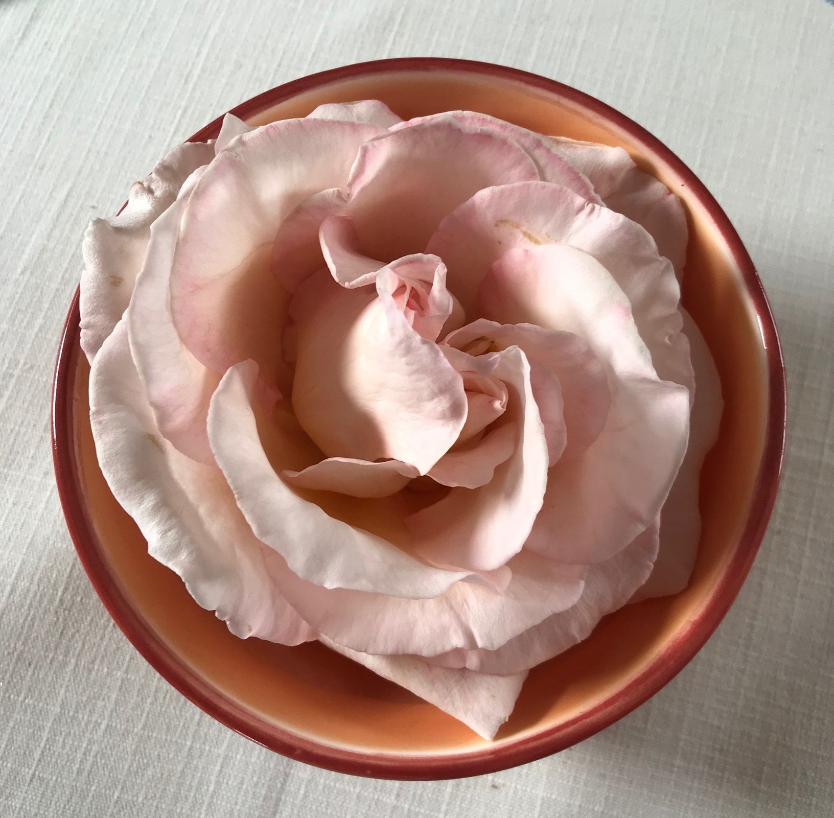 "Hamilton Gardens" has paler blooms in Mosgiel than in Outram.

