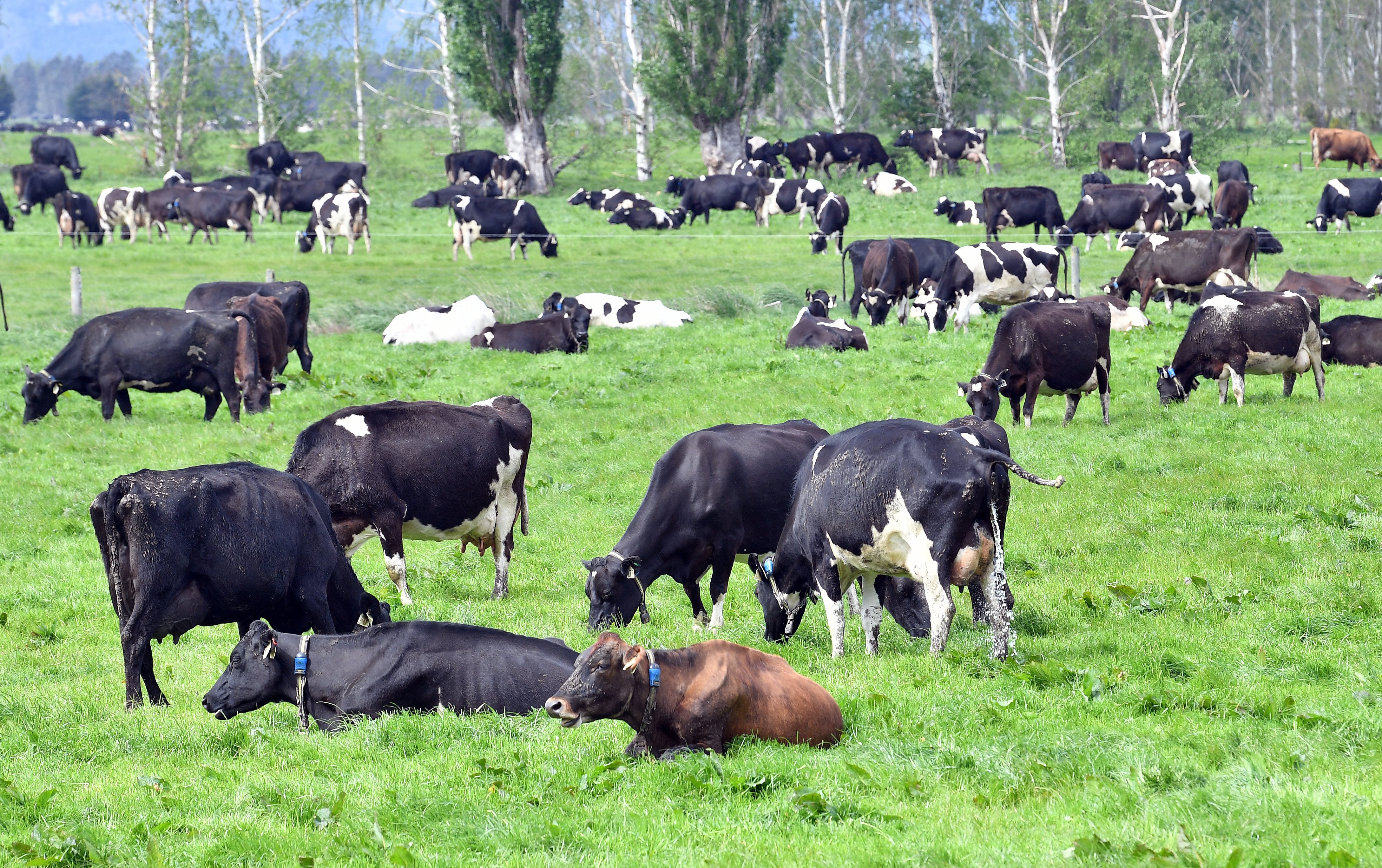 Dairy cows graze on the Taieri. PHOTO: STEPHEN JAQUIERY