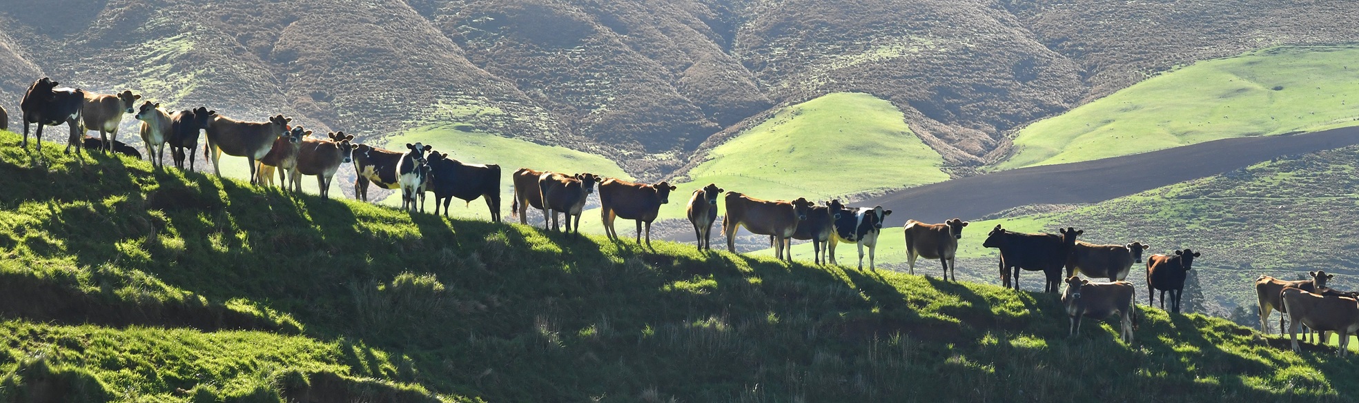 Photo: Stephen Jaquiery