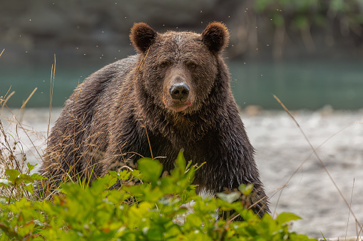 The attack by a grizzly bear happened on the central coast of British Colombia, Canada's...