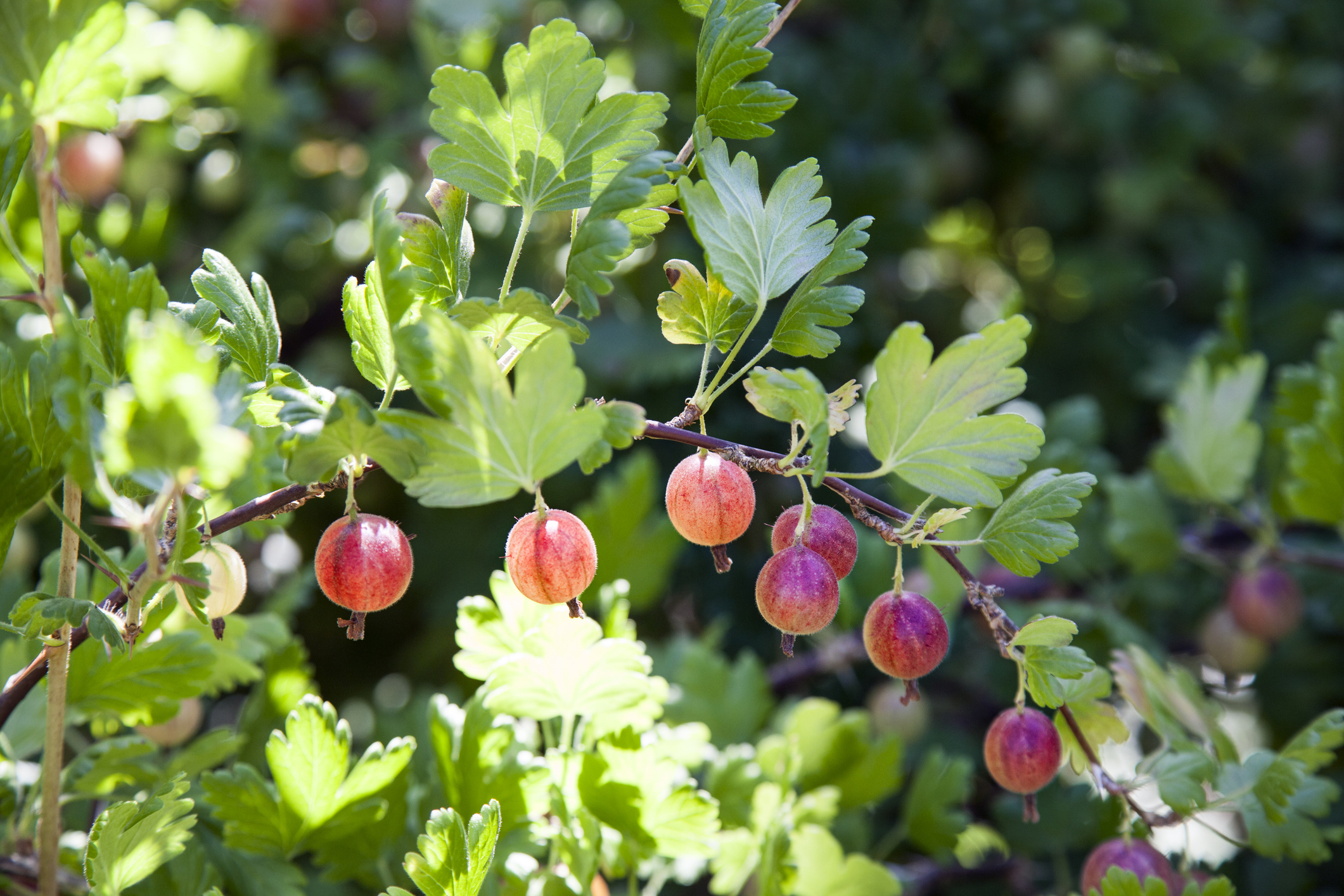 Gooseberries. PHOTO: GETTY IMAGES
