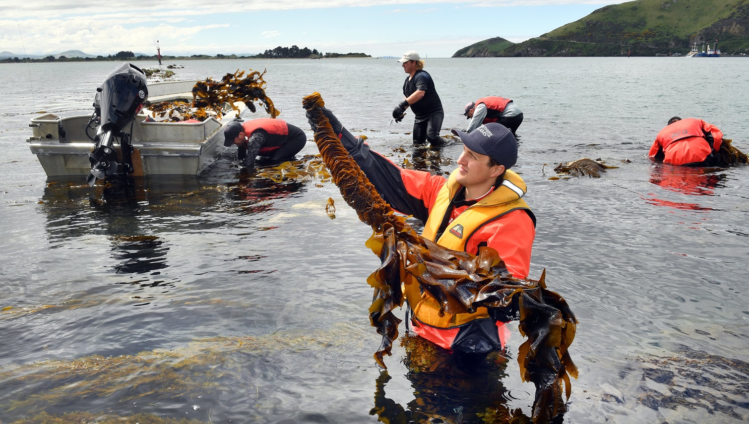 Southern Clams director Alexis Belton (front) holds a string of the invasive Undaria seaweed...