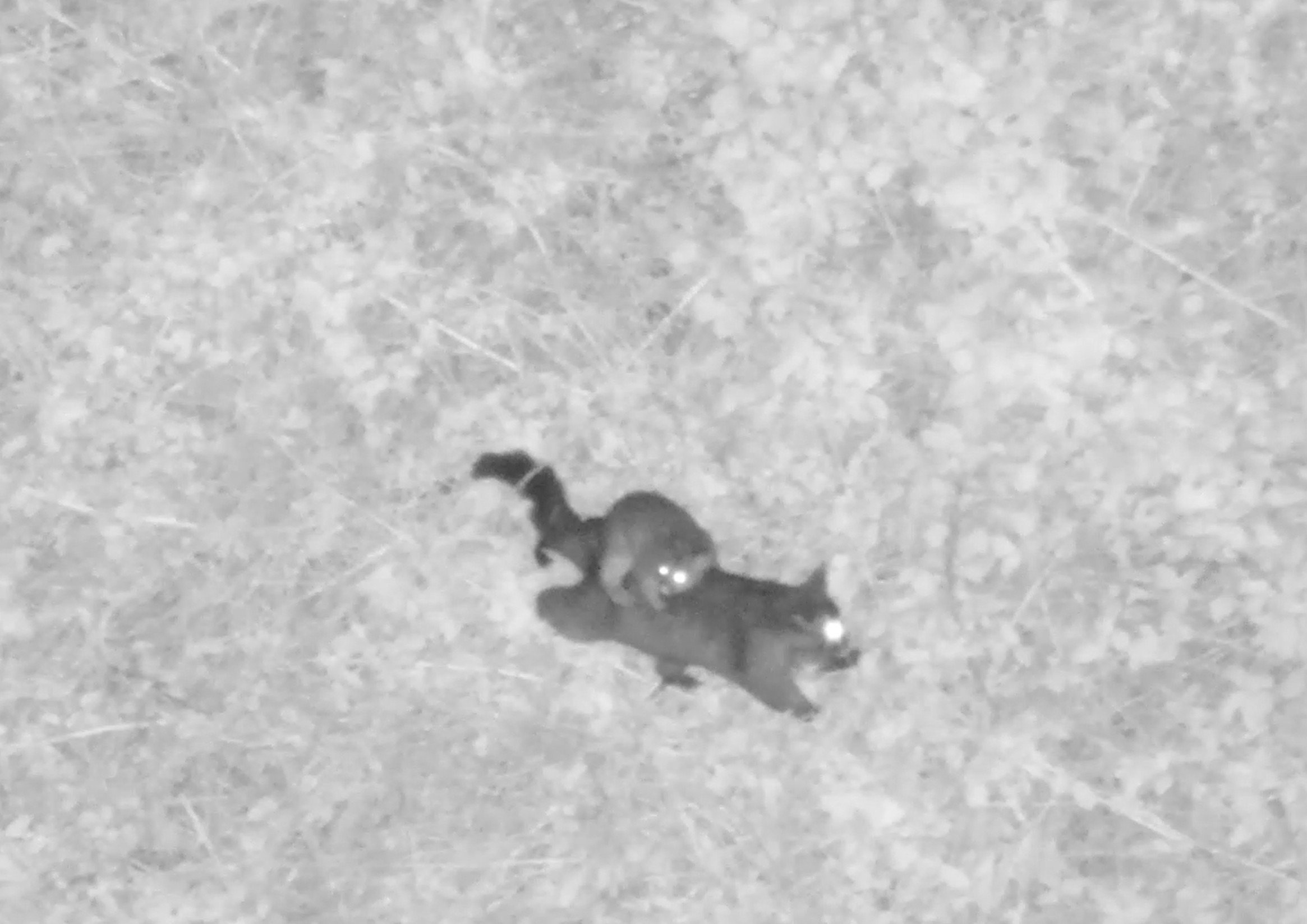 A mother and baby possum spotted using the drone’s infra-red night camera. Photo: supplied