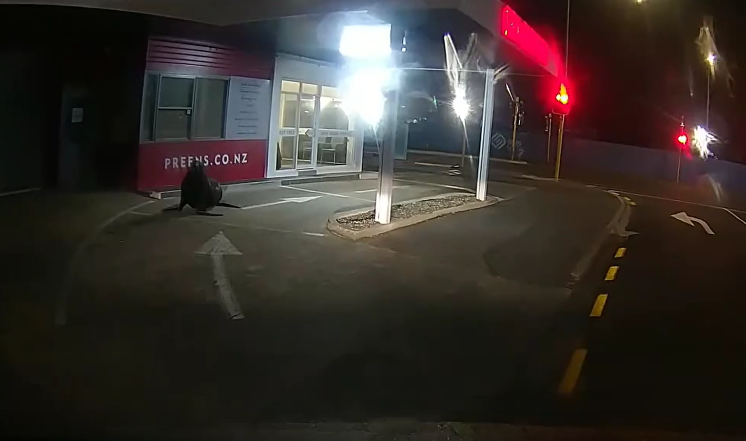 A large sea lion makes its way through the drive-thru at Preens Drycleaning, in Dunedin. PHOTO:...