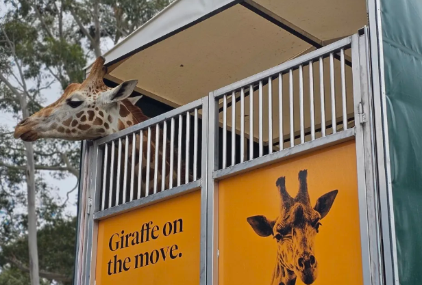 Kevin heads off to Hamilton Zoo. Photo: Supplied