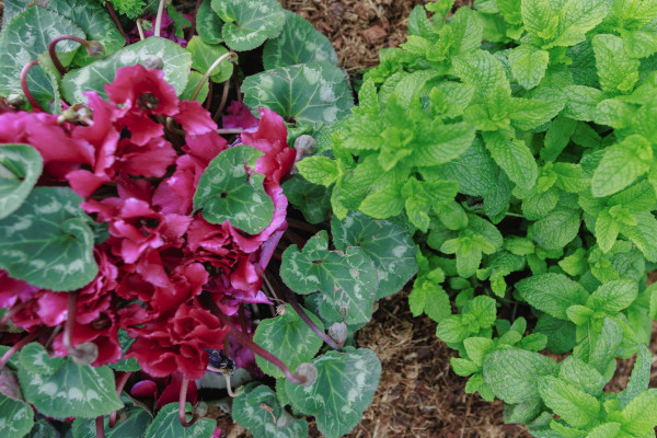 The beds feature a mix of native and introduced species, all locally grown and selected for their...