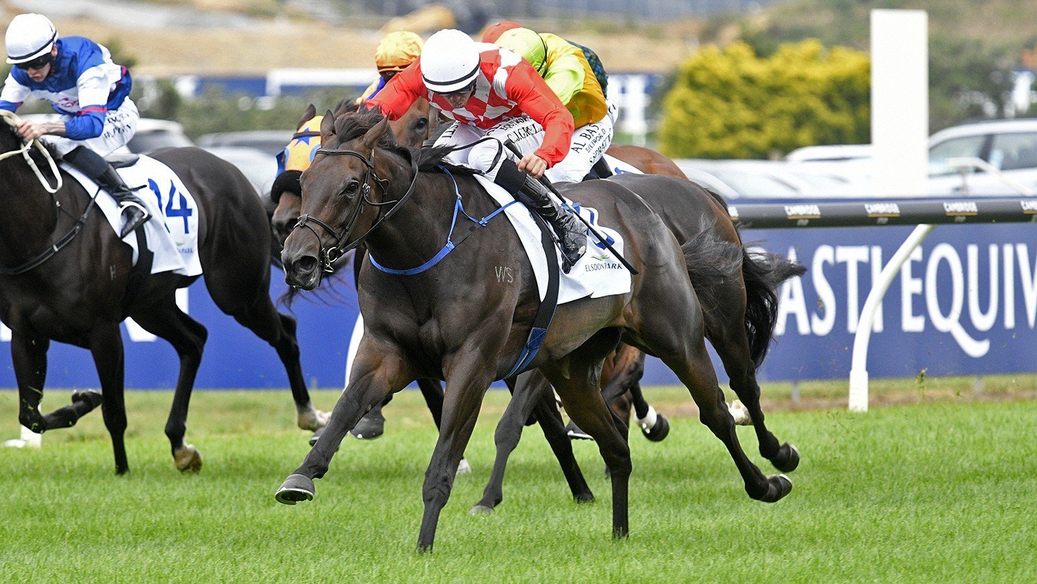 Orchestral will resume in the Auckland Thoroughbred Breeders’ Stakes tomorrow. PHOTO: KENTON...