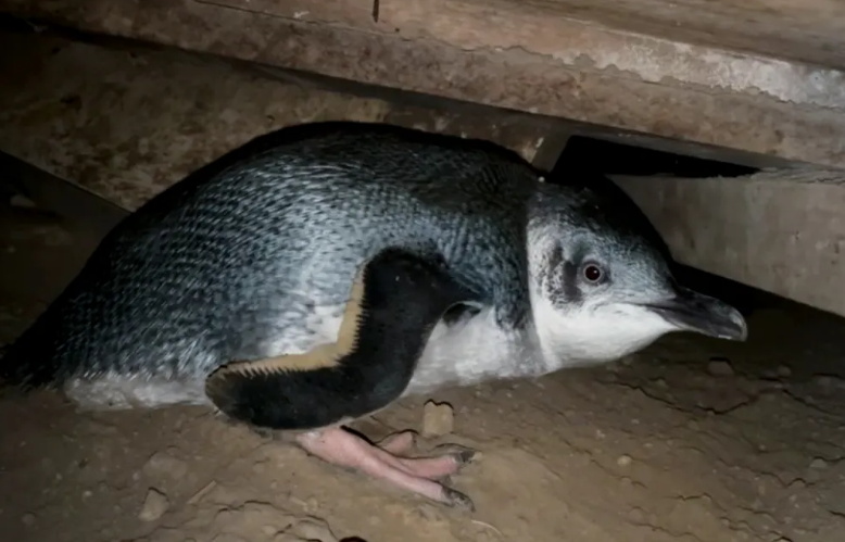 Footage of one of the penguins under the house. Photo: Supplied via RNZ