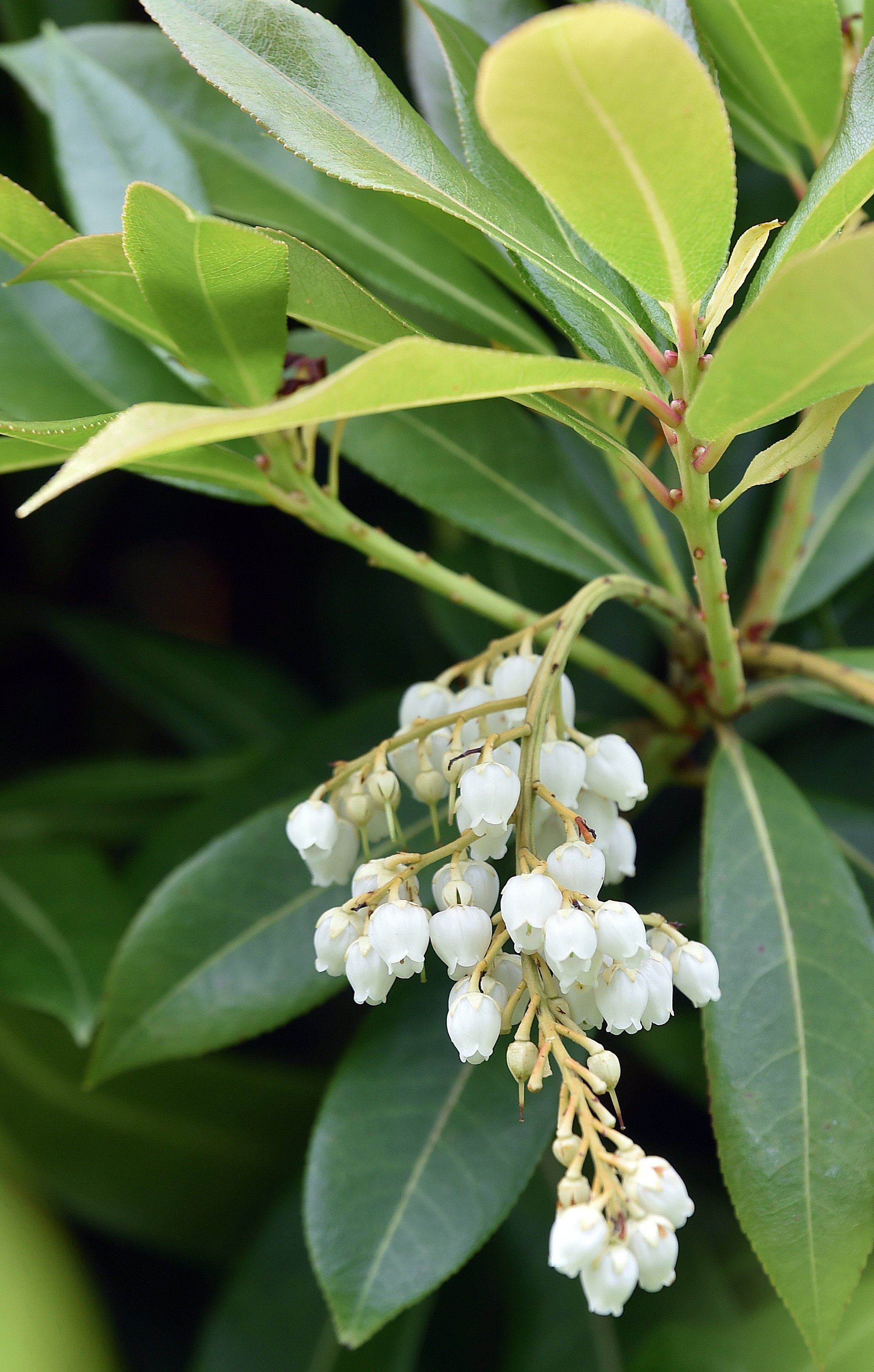 Pieris formosa var forrestii, ‘Wakehurst', is named after plant collector George Forrest. PHOTO:...