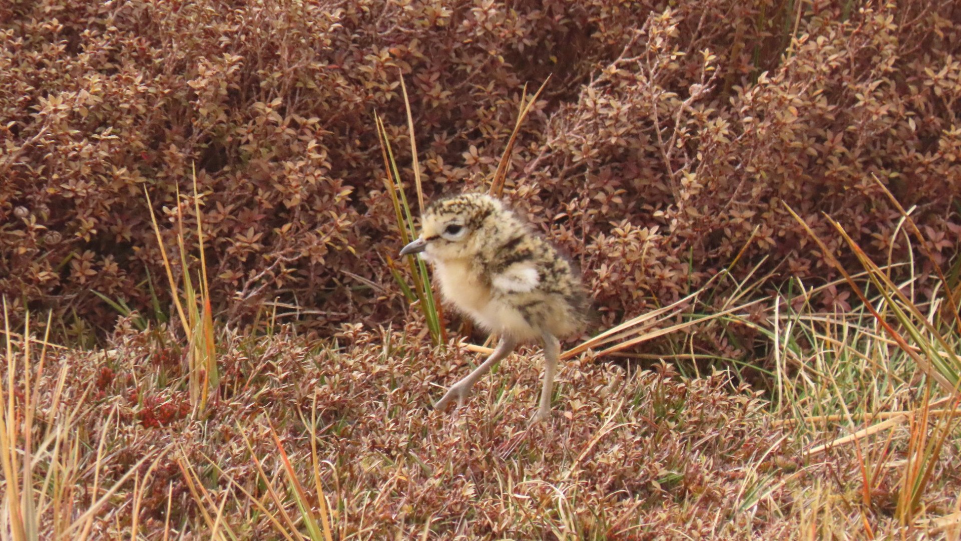 Pukunui chick.