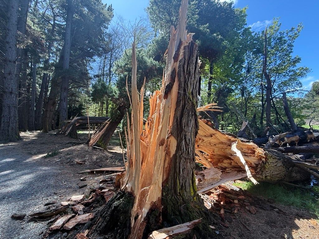 Trees bore the brunt of the wild winds including at Queens Park in Invercargill. PHOTO: SUPPLIED

