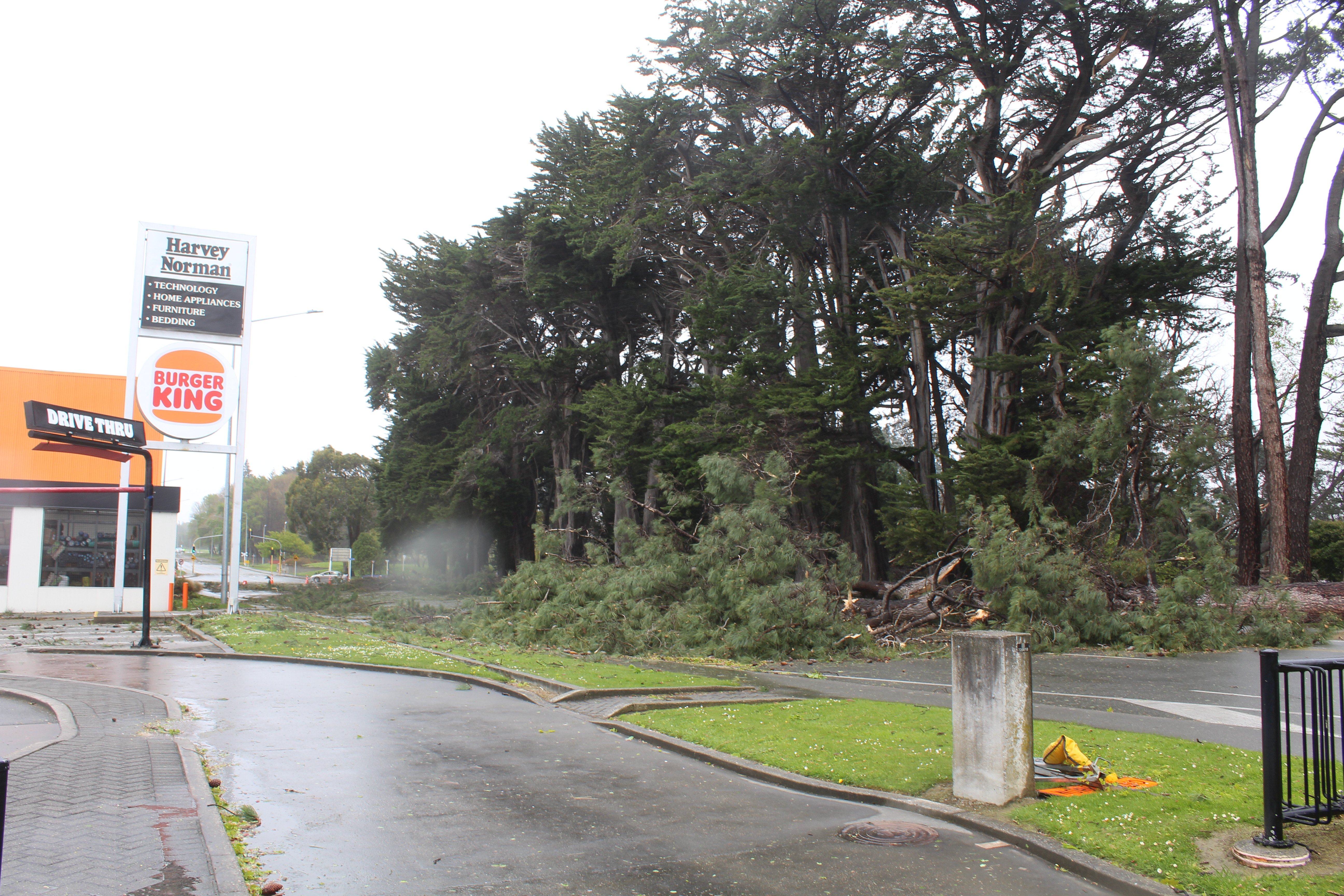 Extreme weather on October 23 toppled large trees in Elles Rd, Invercargill. PHOTO: TONI MCDONALD...
