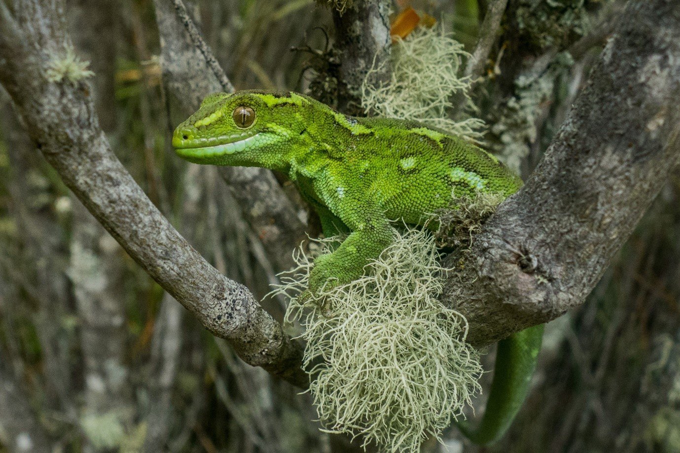 A jewelled gecko is an example of indigenous biodiversity in the Otago region. Photo: Carey Knox