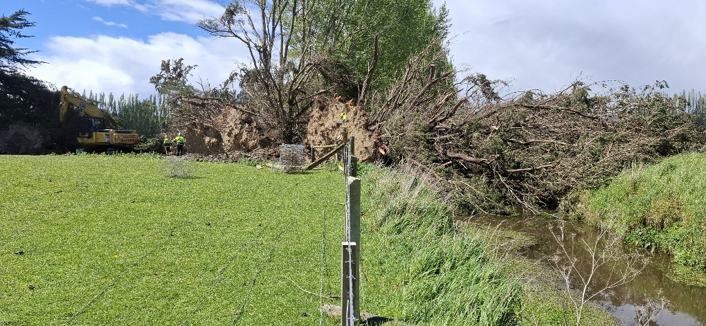 An ORC contractor removes trees from Lovells Stream, northwest of Balclutha, following the wild...