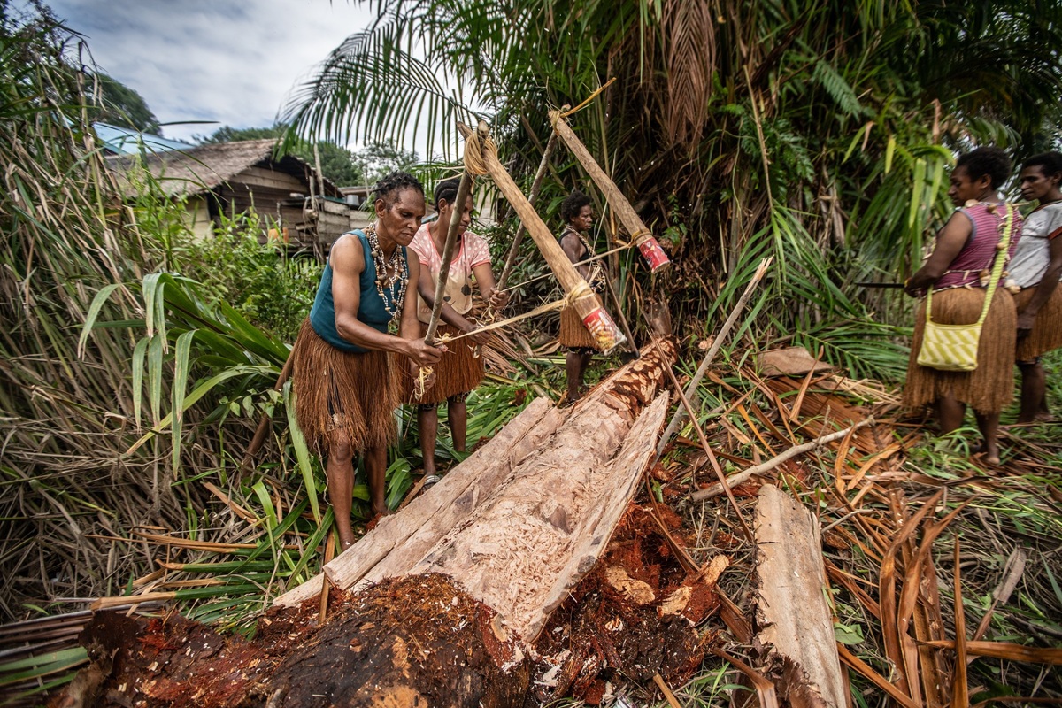 A glimpse into the daily life of the Awyu community in Yare village, West Papua, as they work...