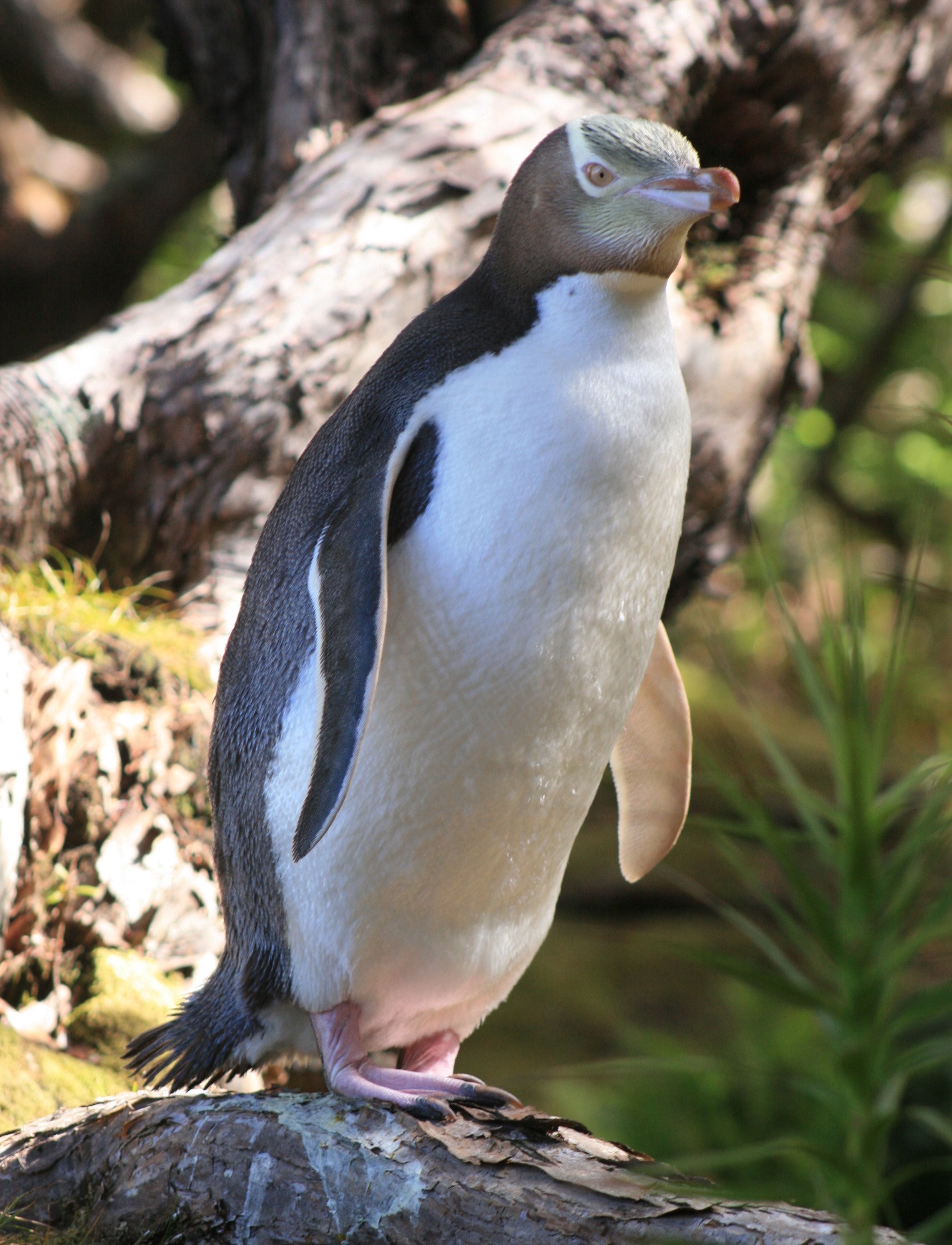 A hoiho. PHOTO: DUNEDIN WILDLIFE HOSPITAL