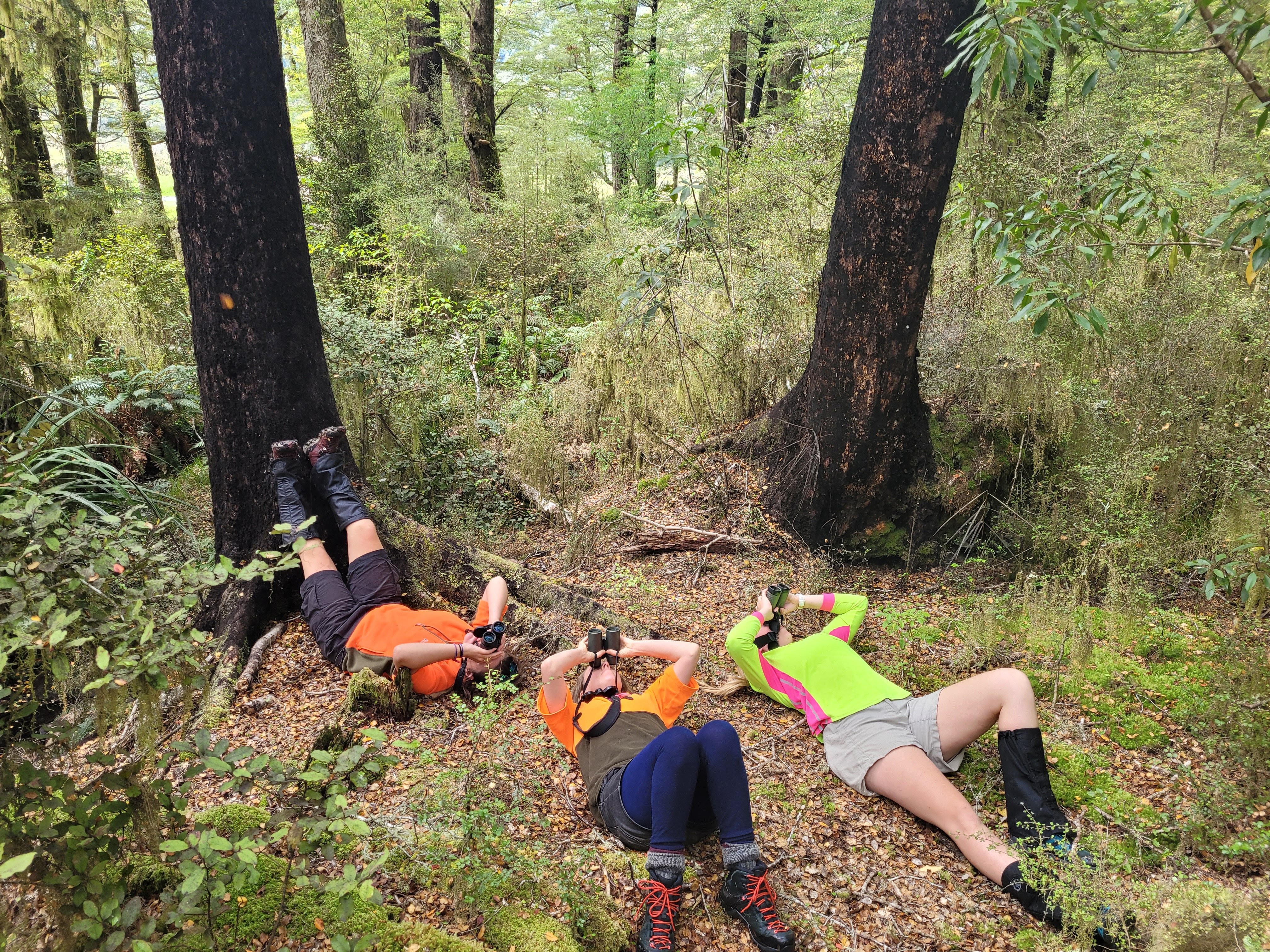 Department of Conservation rangers practice mistletoe spotting.